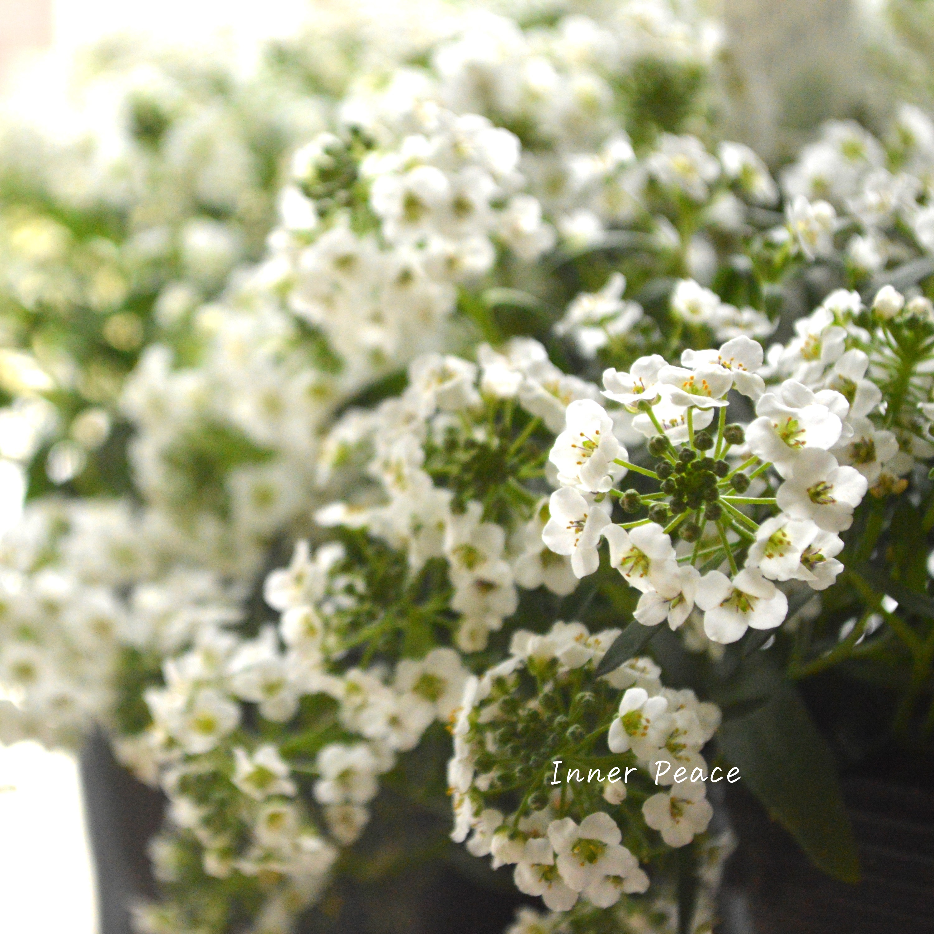 【PW】 Sale! スーパーアリッサム 『スノープリンセス』 3寸POT