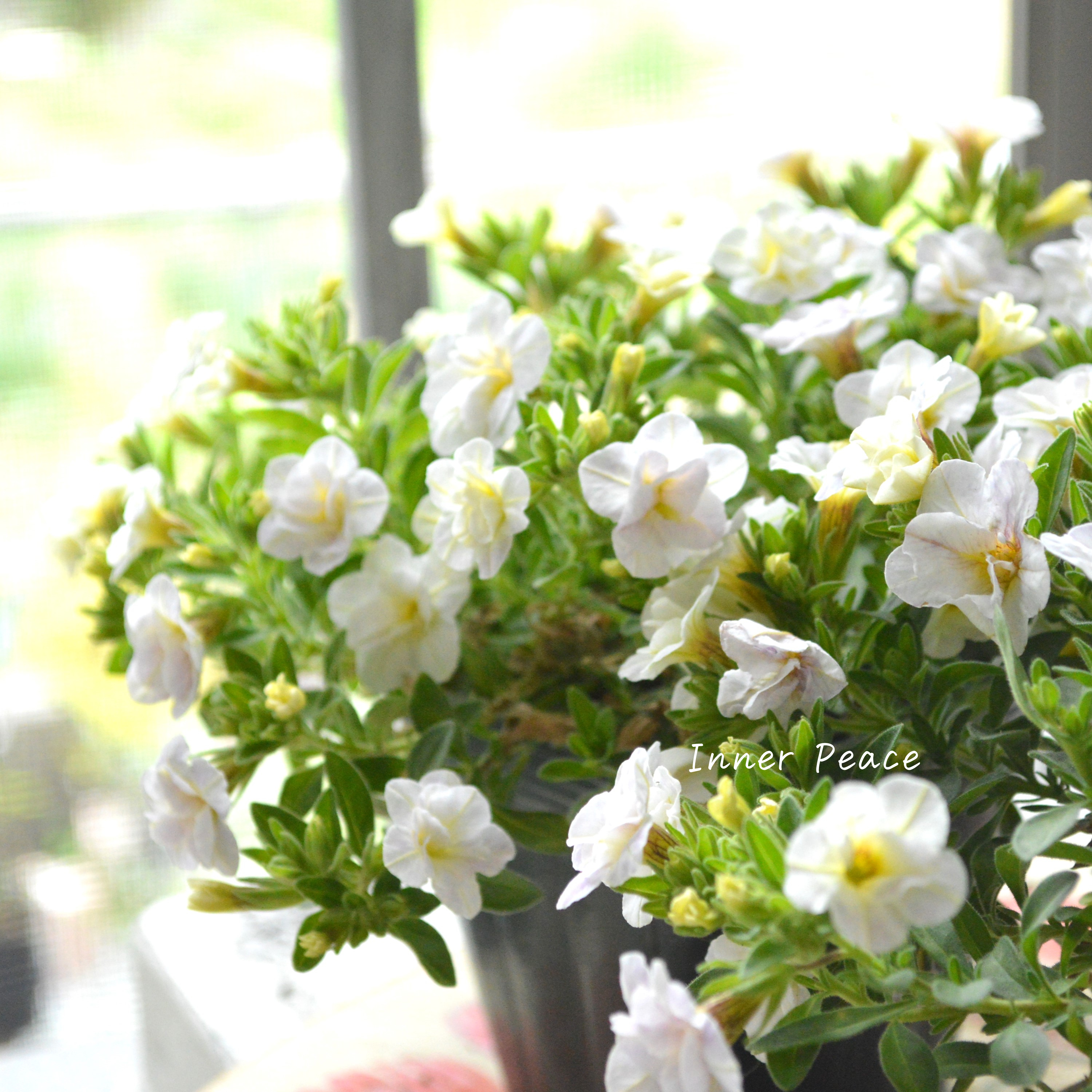 【ゲブラさん】Sale! カリブラコア 『スノープリンセス』 3.5寸POT