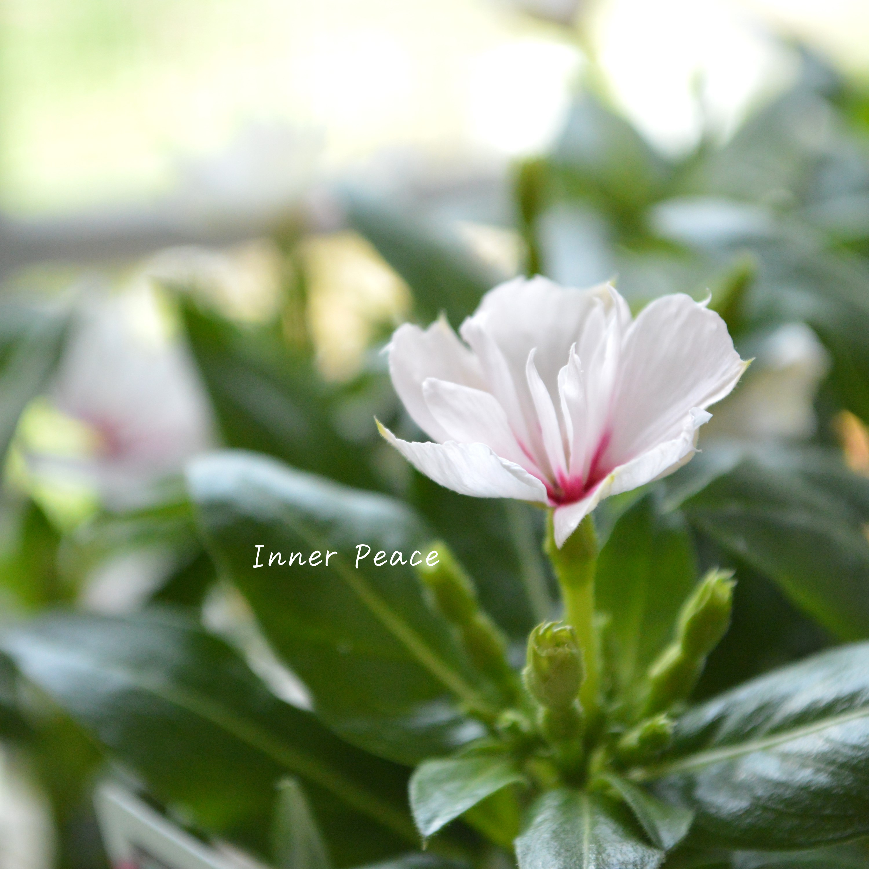 【北島園芸さん】 ニチニチソウ(八重咲き) 『ミラシリーズ・アプリコット』 3.5寸POT