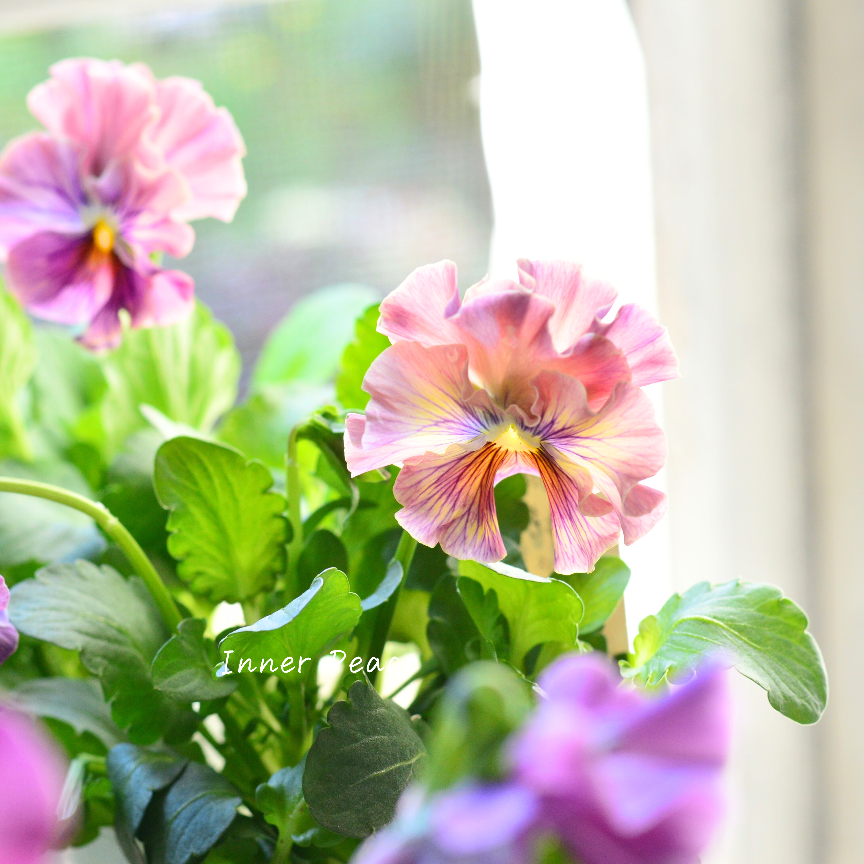 【美しい】 パンジー 『きもの』 3.5寸POT