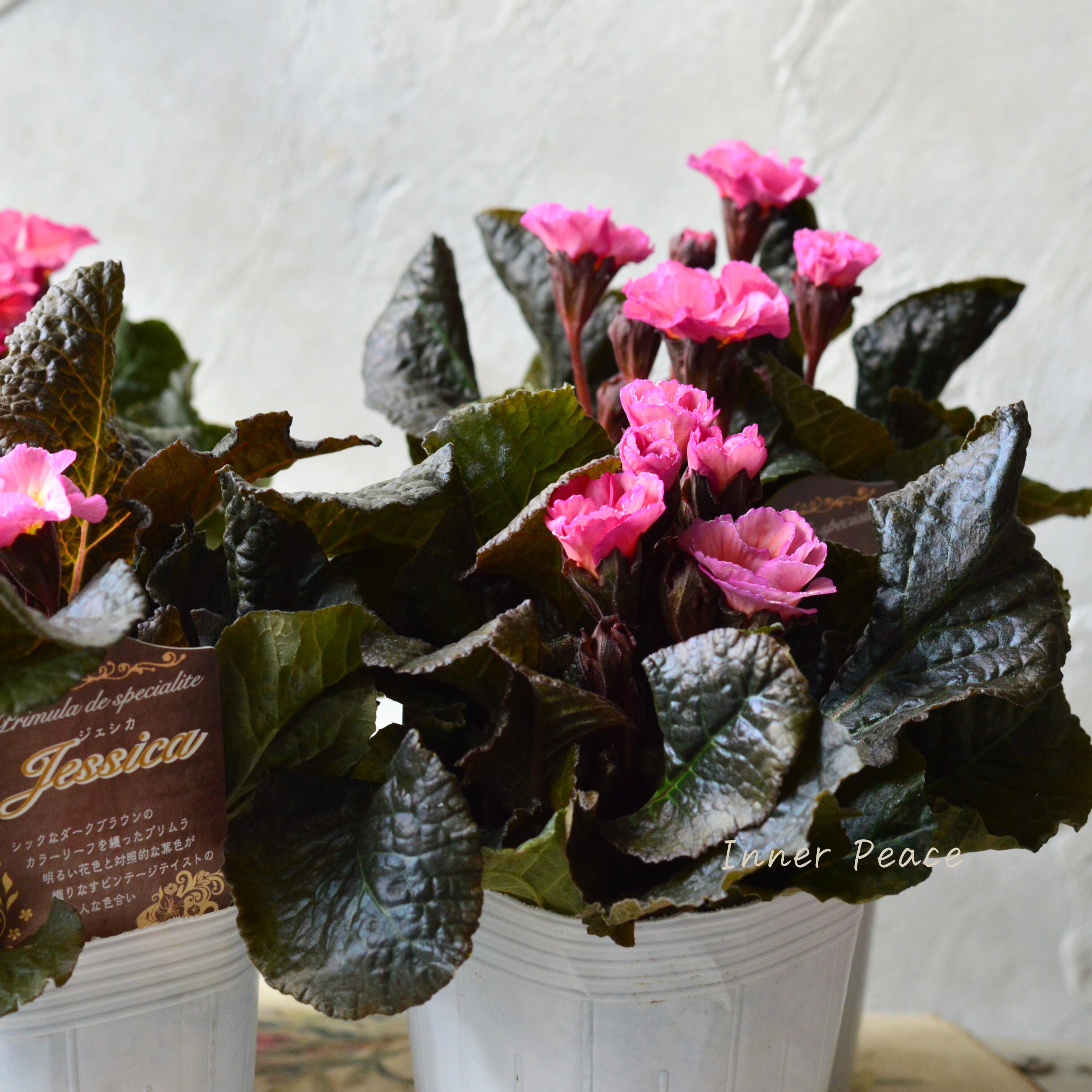 【松原園芸さん】 銅葉プリムラ 『ジェシカ・ピンク系』 3寸POT