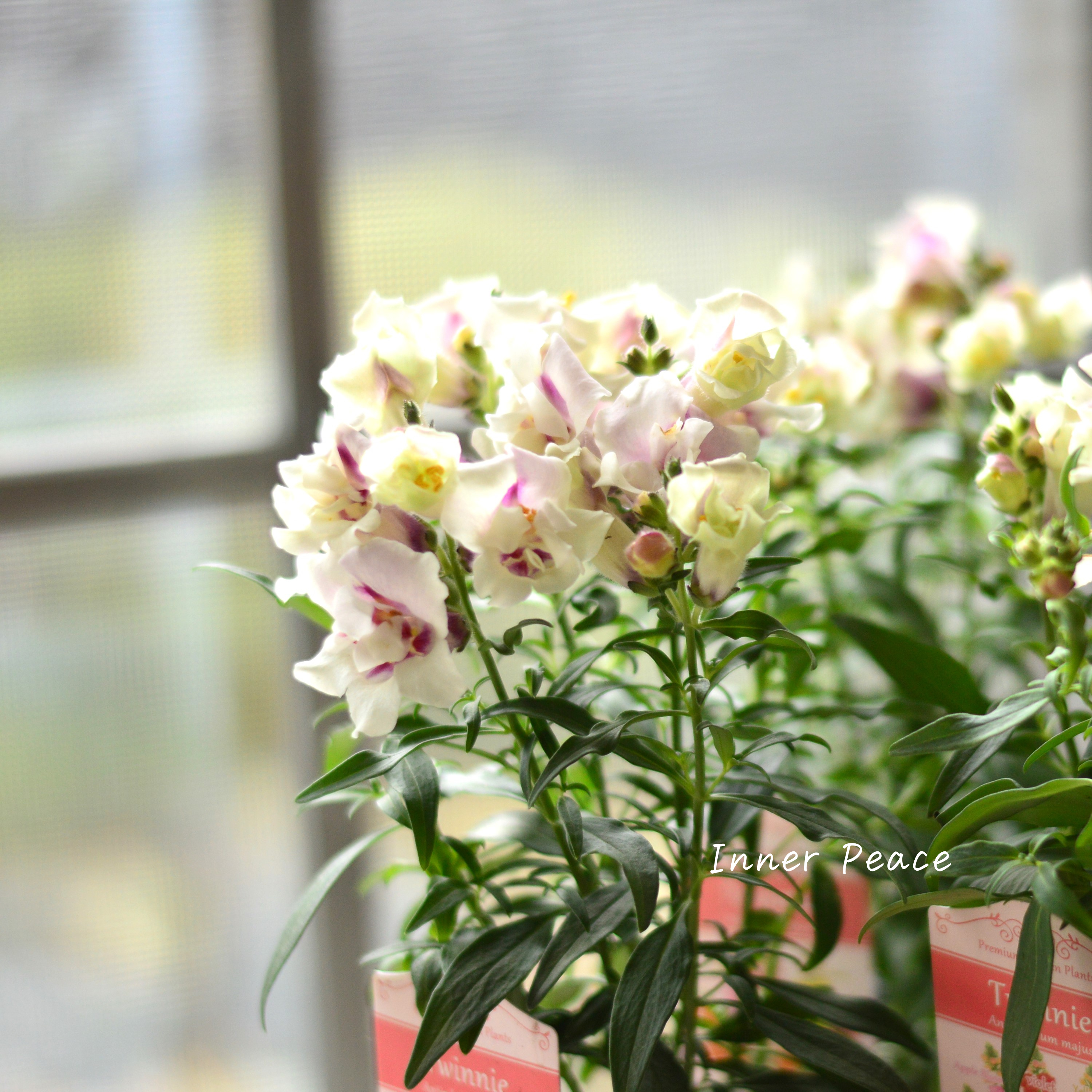 【かわいい】 キンギョソウ・トゥイニー 『オーキッド』 3寸ロングPOT