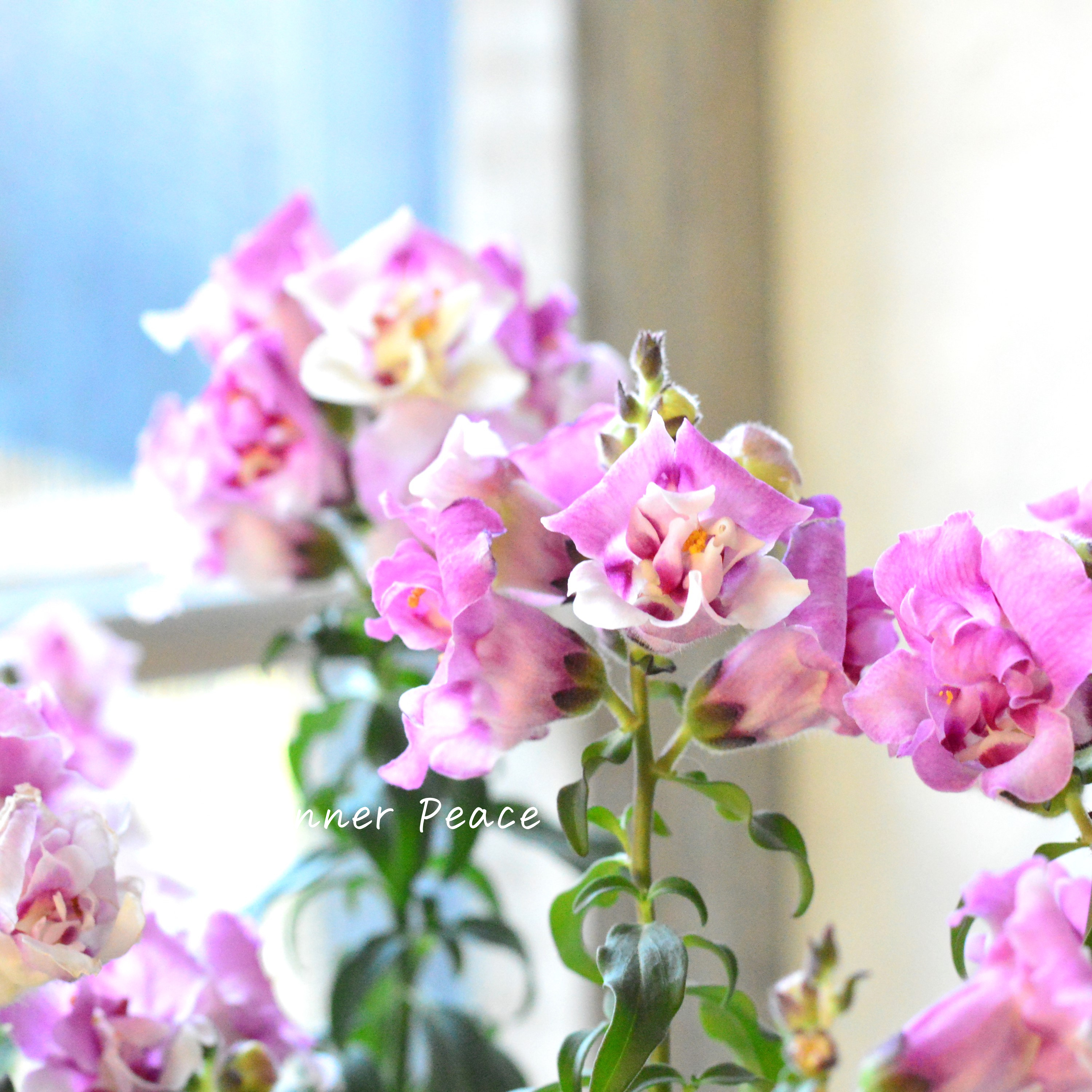 【かわいい】奥田さん生産の キンギョソウ・トゥイニー 『オーキッド』 3寸ロングPOT