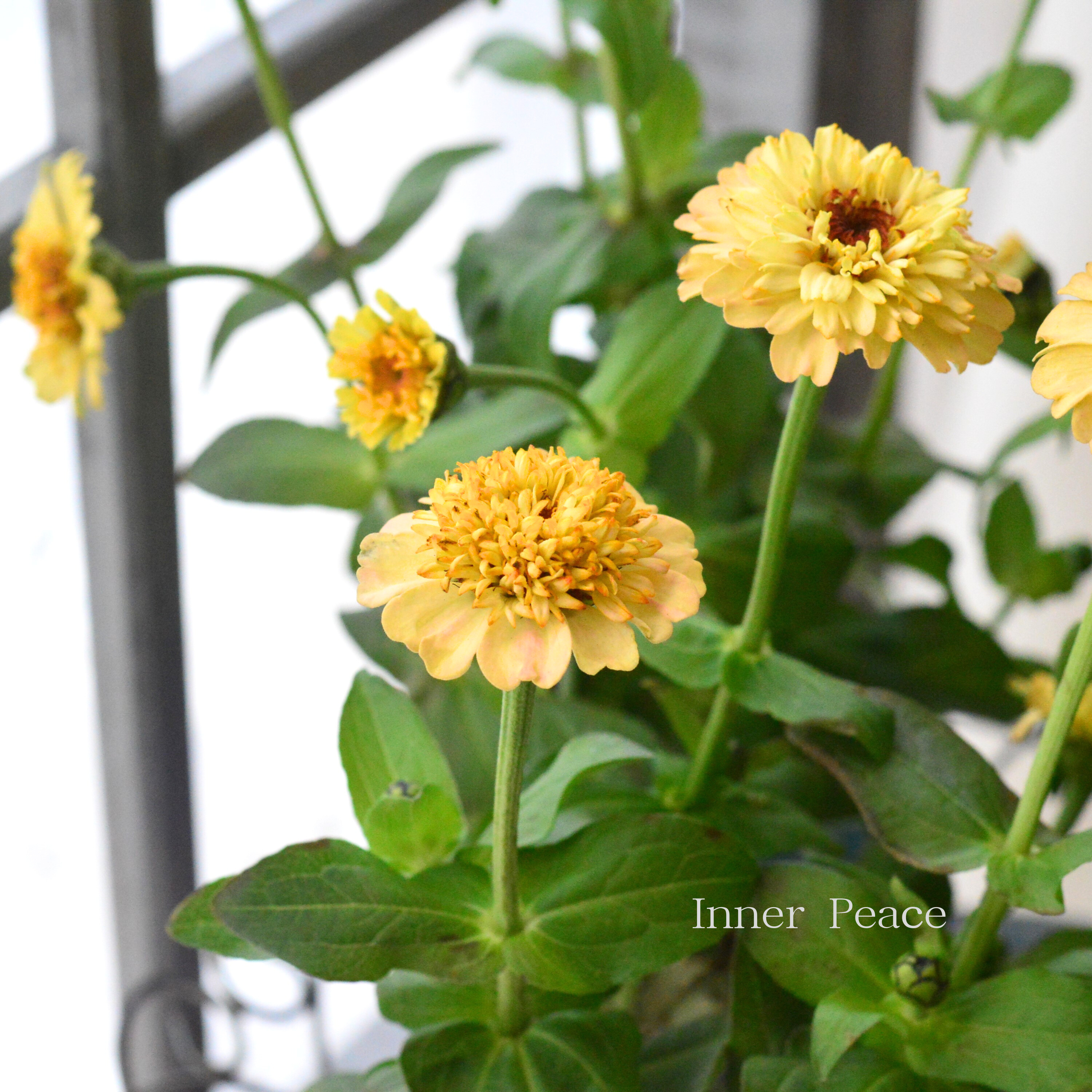 【かわいい】 ジニア 『シンデレラ・ピーチ』 3.5寸POT