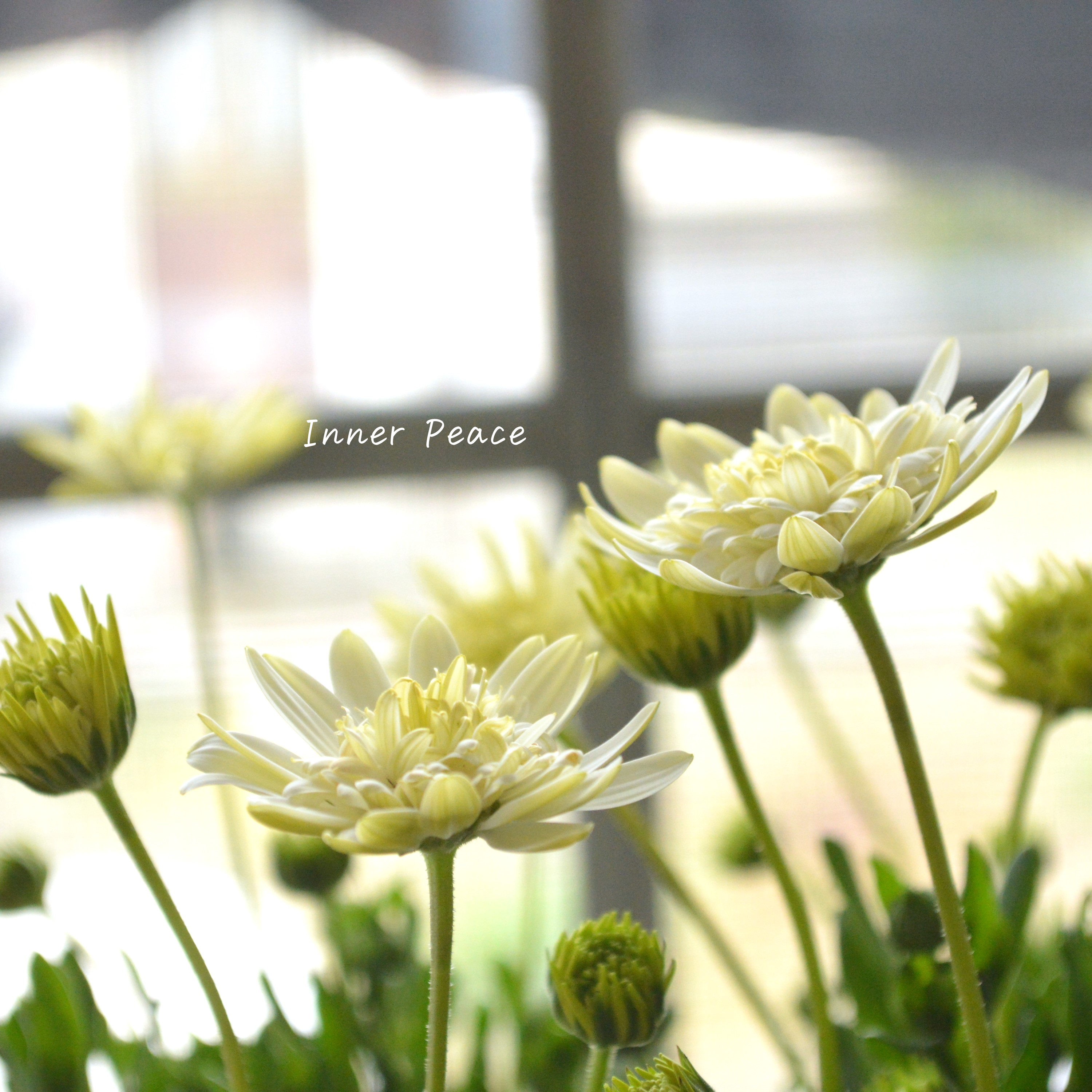 【ゲブラさん】 オステオスペルマム 『オデットブラン』 3.5寸POT