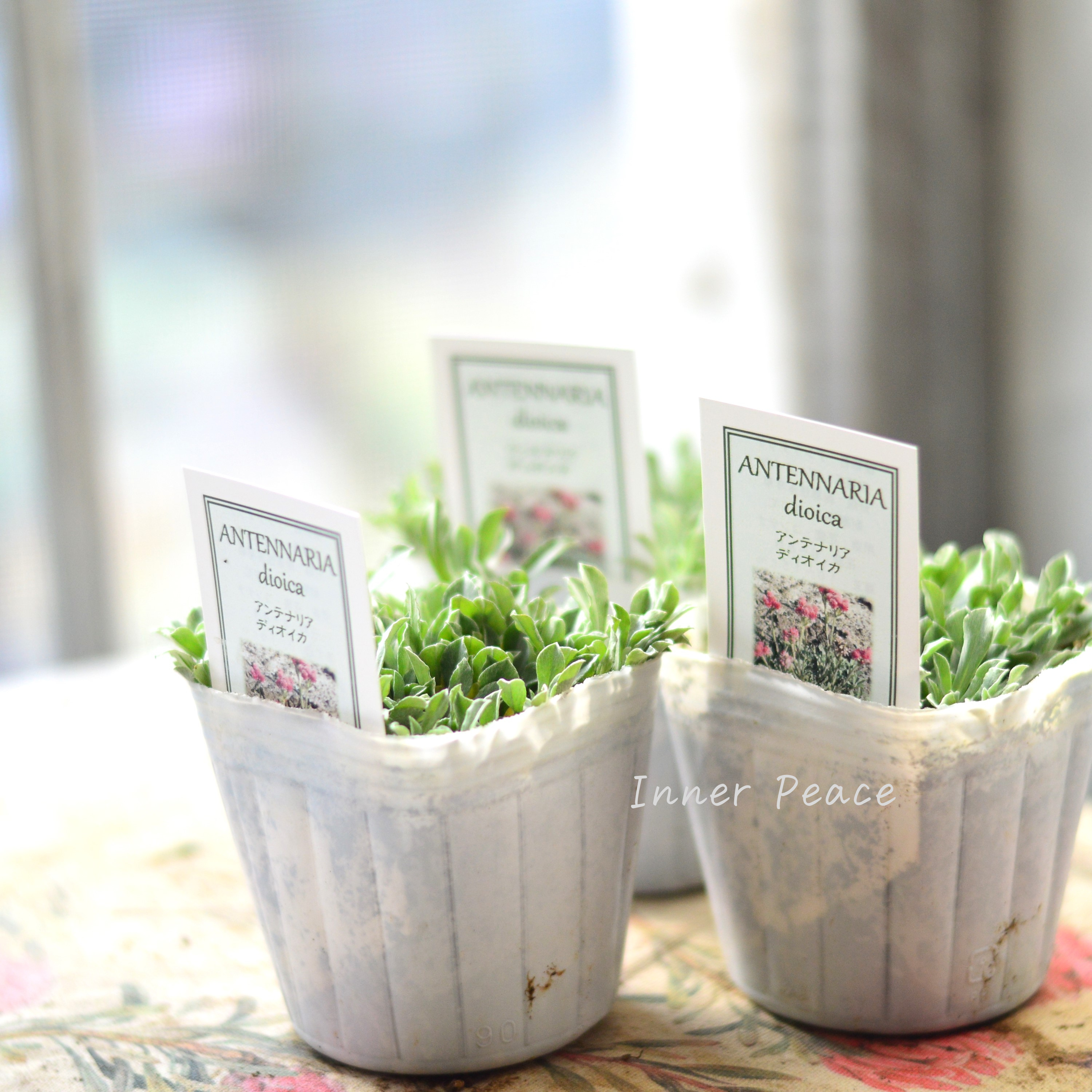 【寒さに強い】 アンテナリア 『ディオイカ』 植え込み用 3寸POT