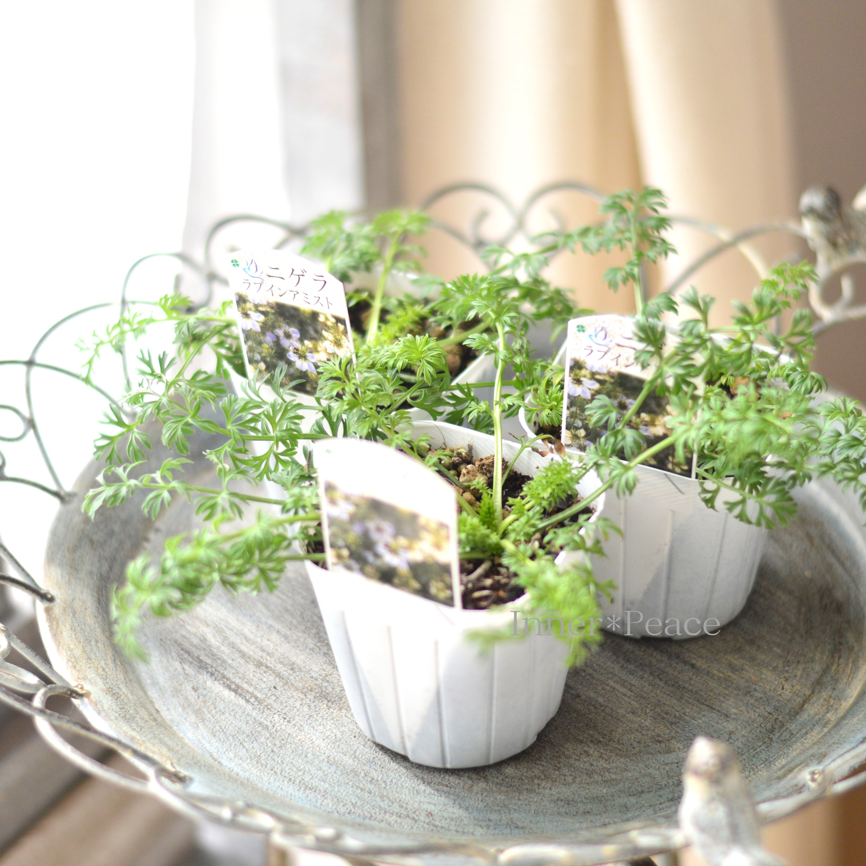 【オシャレ】 ニゲラ 『ラブインアミスト』植え込み用 3寸POT