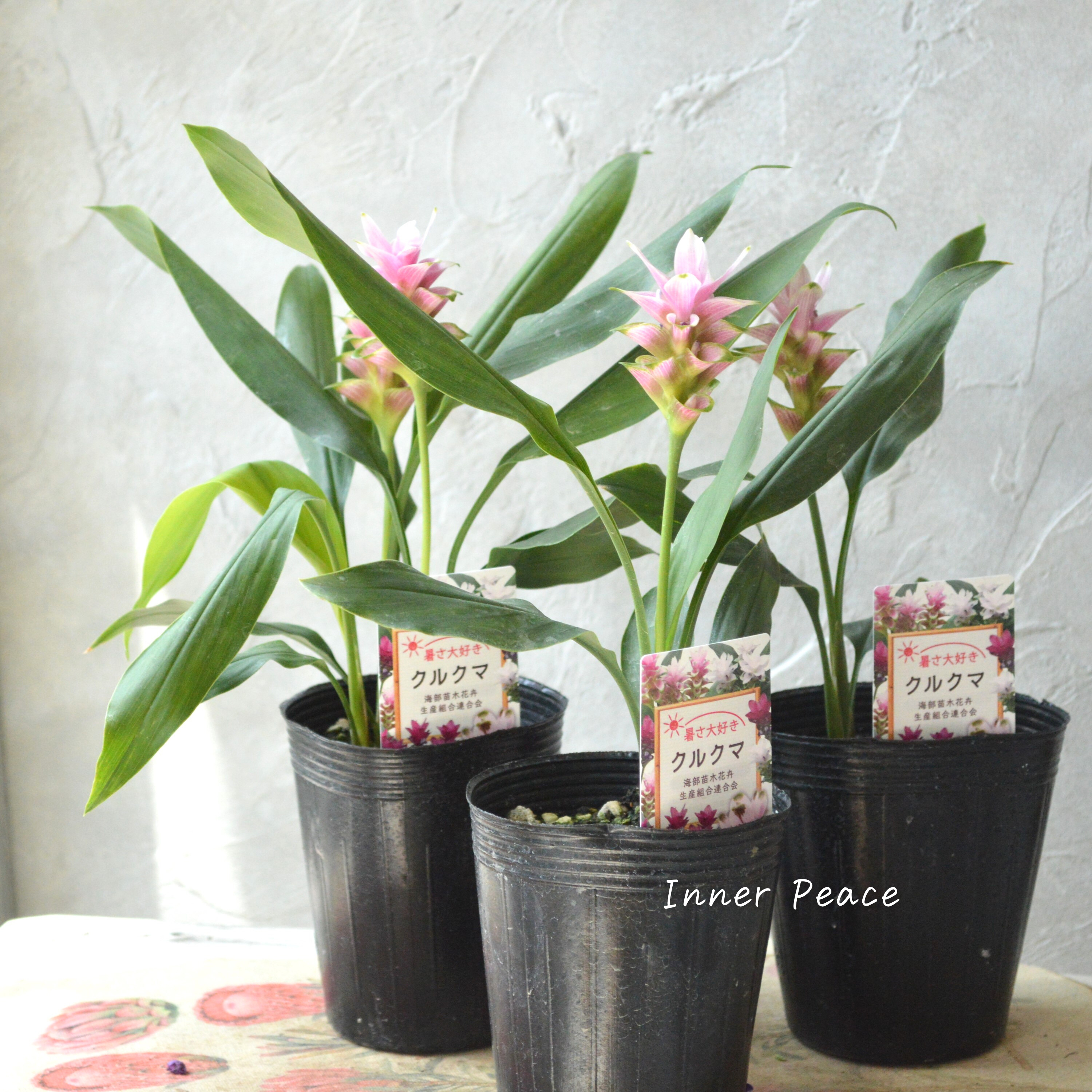 【暑さに強い】 クルクマ 『ツイスター』 3寸ロングPOT