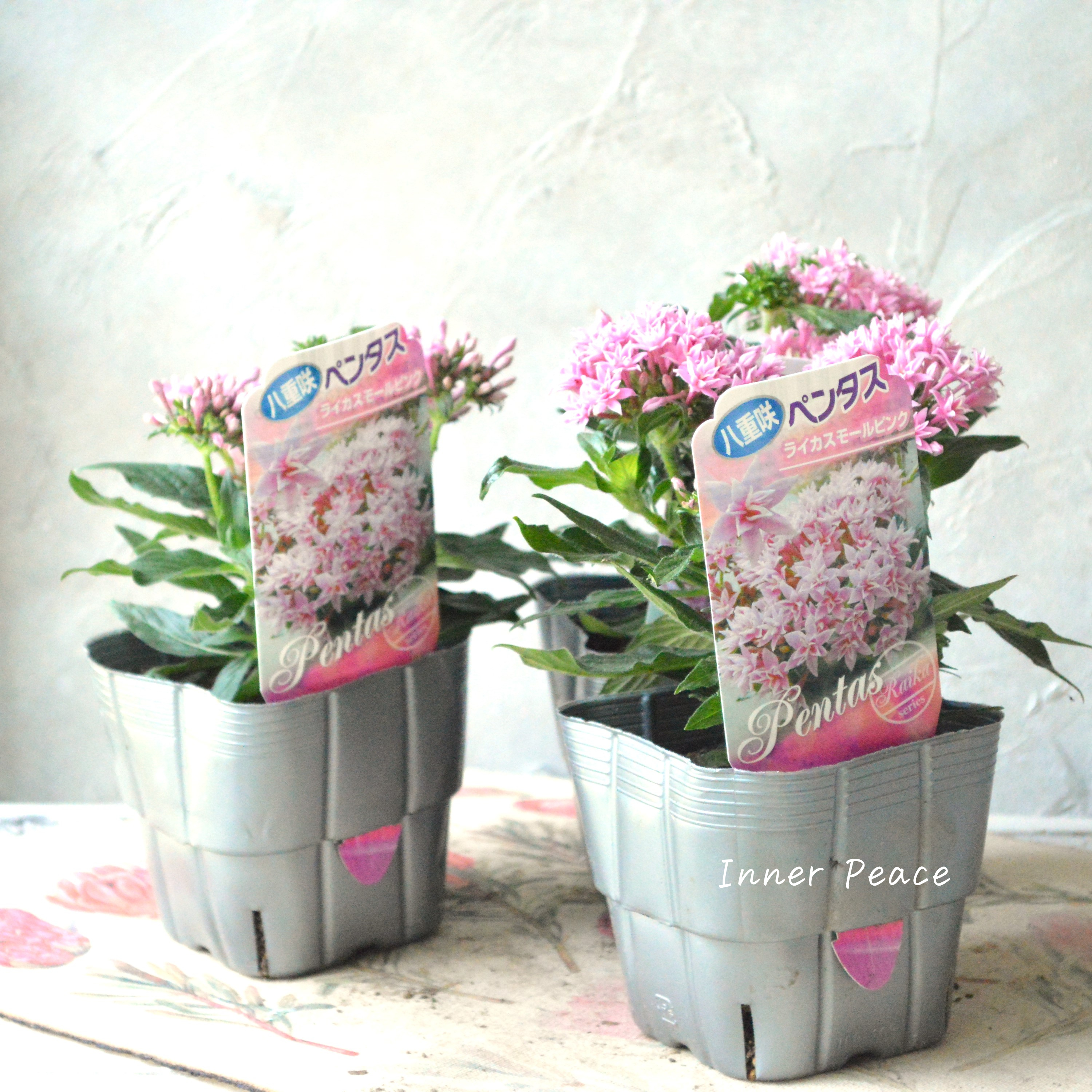 【暑さに強い】 八重咲きペンタス 『ライカ・スモールピンク』 3.5寸POT