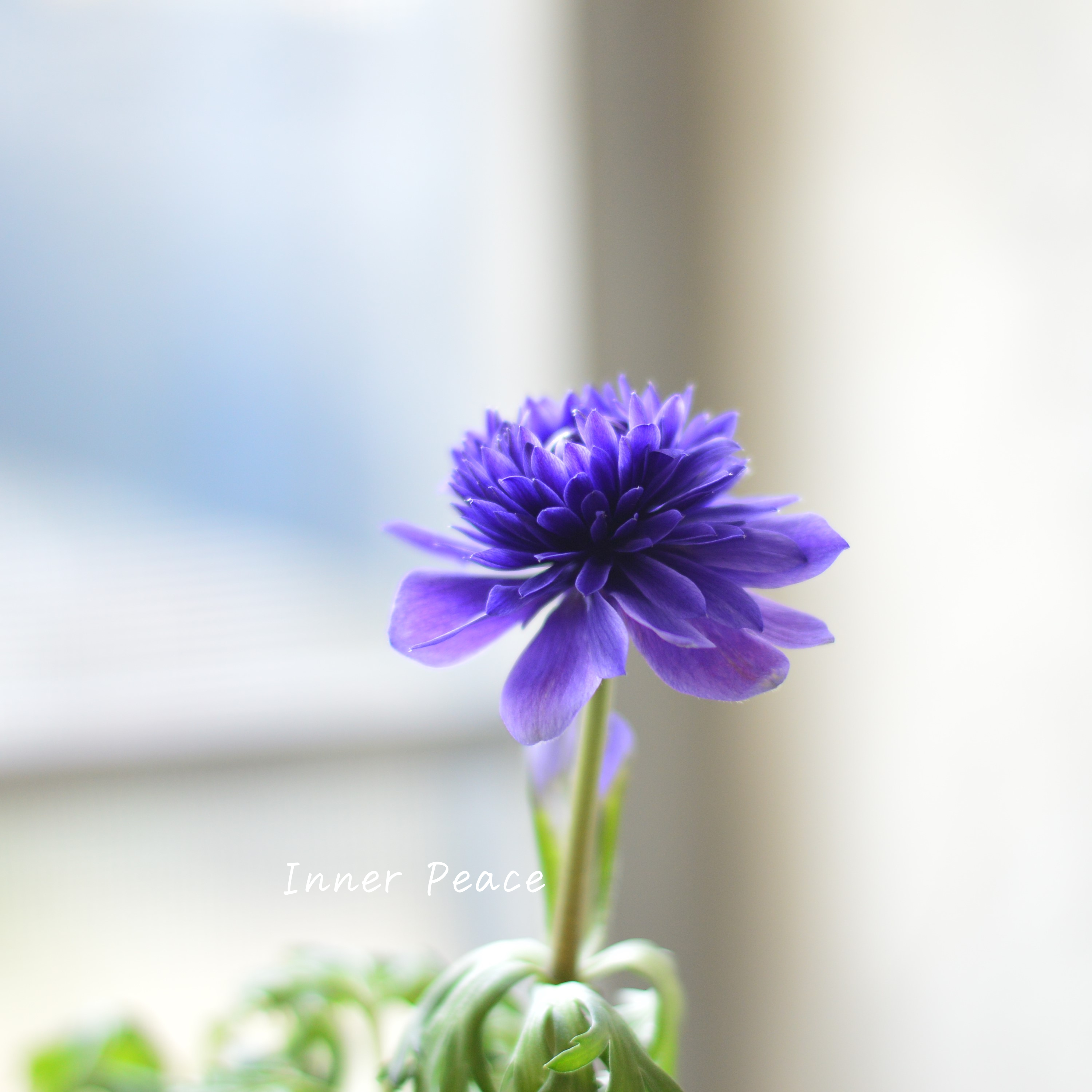 【八重咲き】 アネモネ 『ポルト・ダブルブルー』 3~3.5寸POT