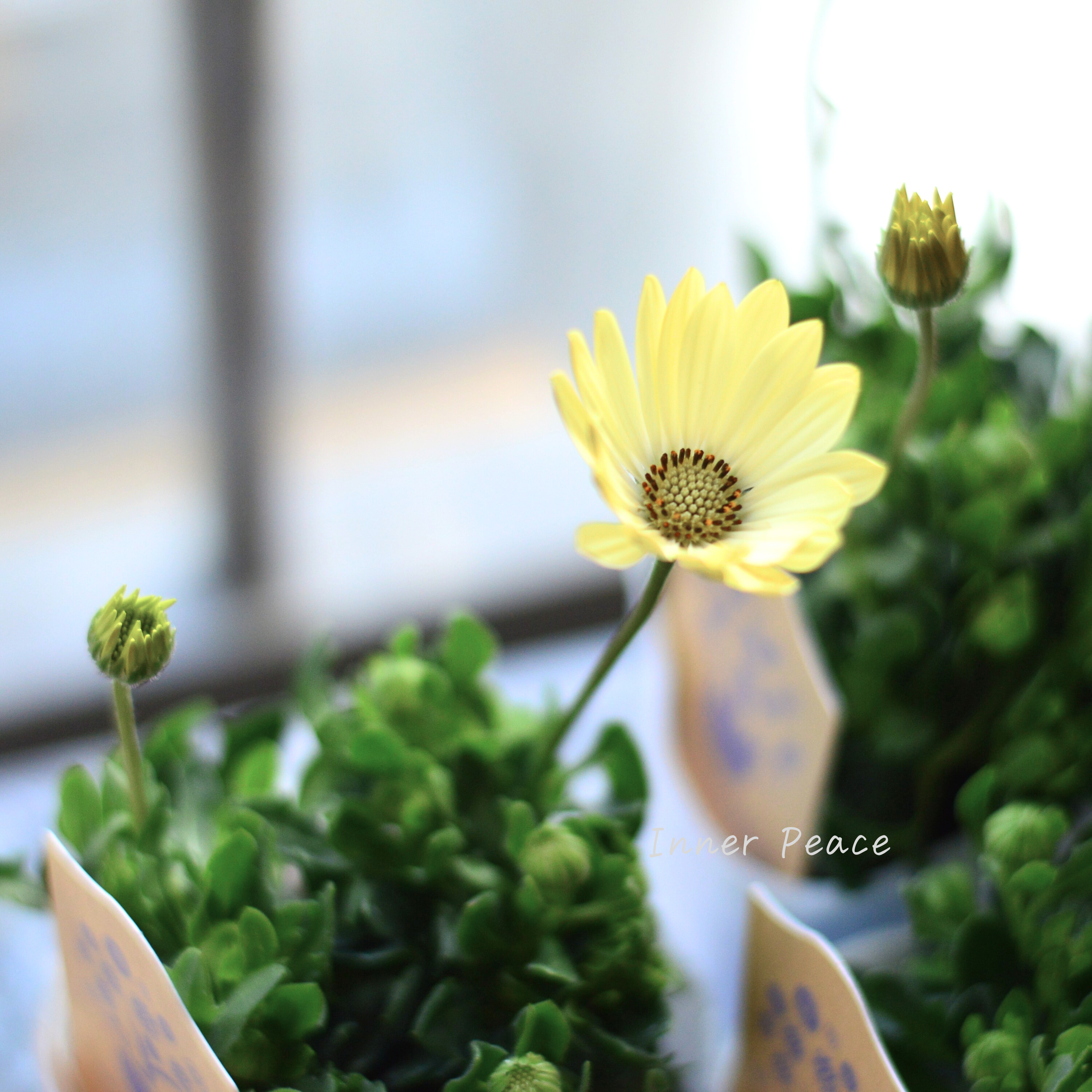 【希少】 ナラフラさんのオステオスペルマム クリームイエロー系 3寸ロングPOT