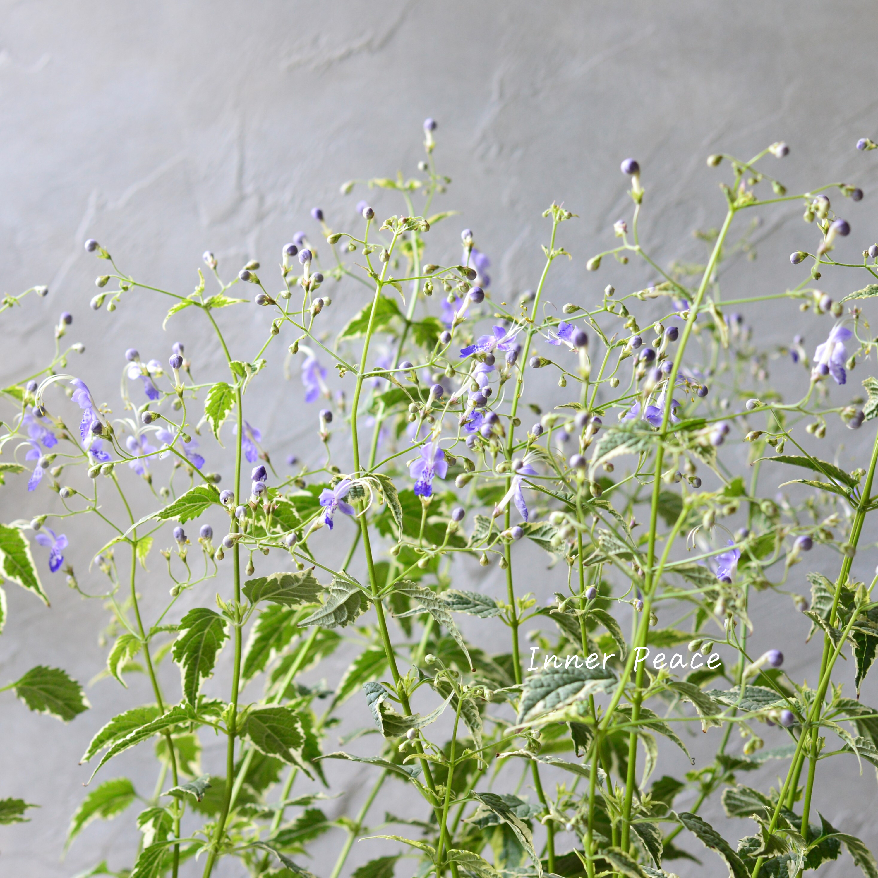 【斑入り】 カリオプテリス 『スノーフェアリー』(カリガネソウ) 3.5寸POT