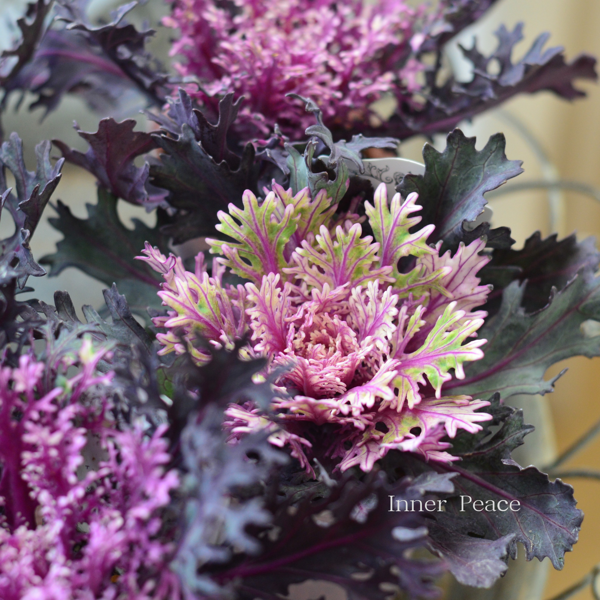 【美しい】 葉牡丹 『ヴィンテージベイン・切れ葉』 2.5寸POT