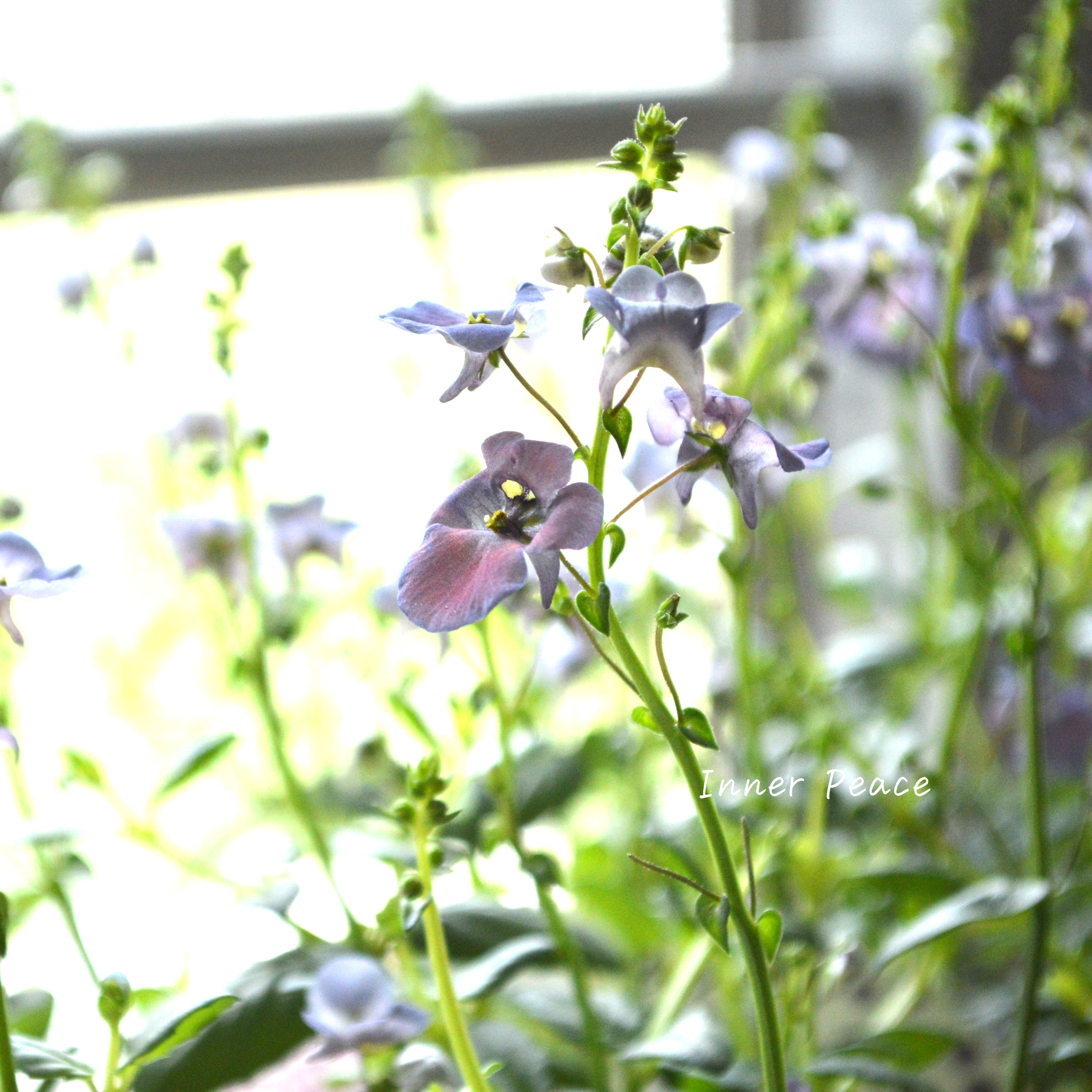 【アンティーク】 ディアスシア 『ダンス・デニム』 3.5寸POT