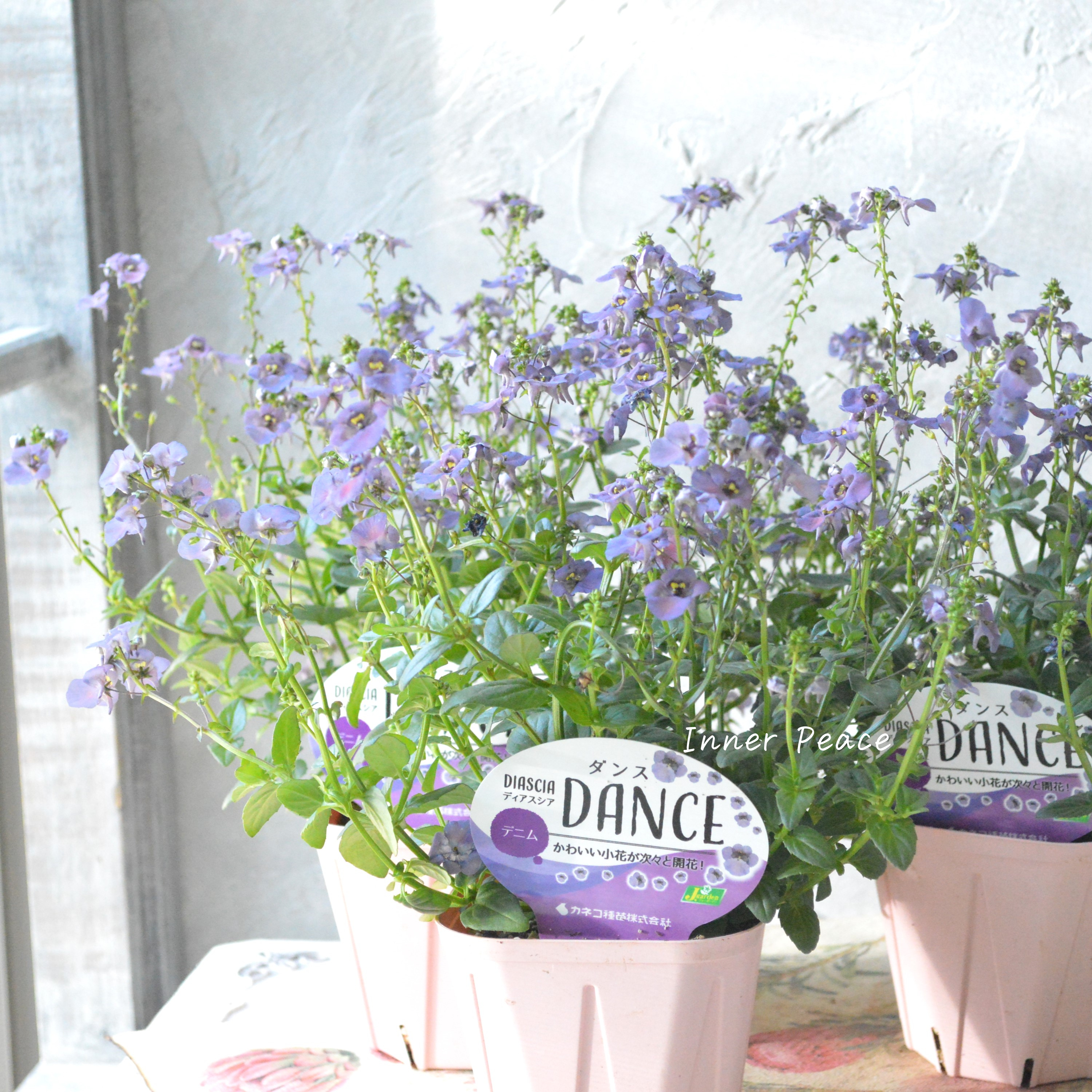 【アンティーク】 ディアスシア 『ダンス・デニム』 3.5寸POT