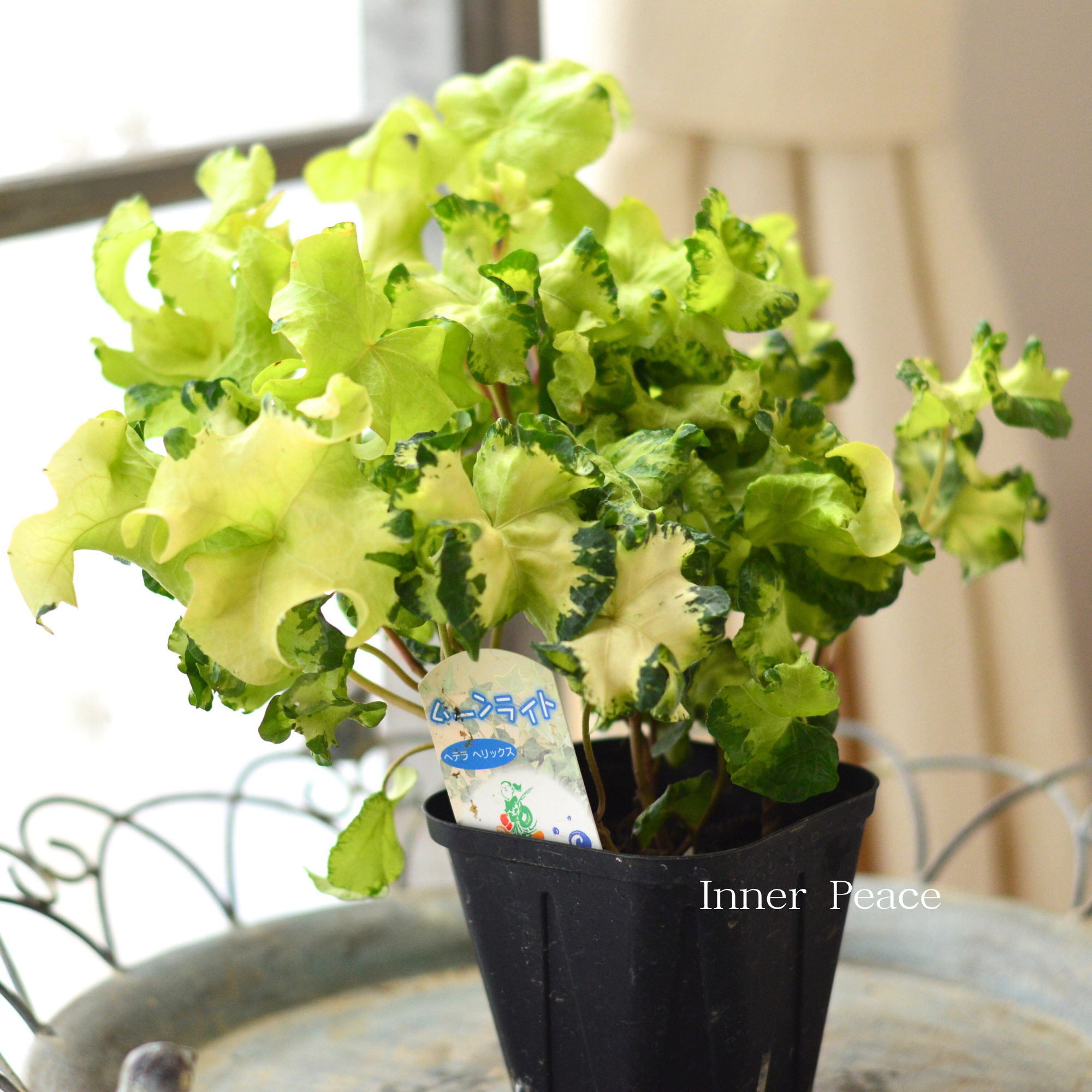 【寄せ植えに】 ヘデラ ヘリックス 『ムーンライト』 3.5寸POT