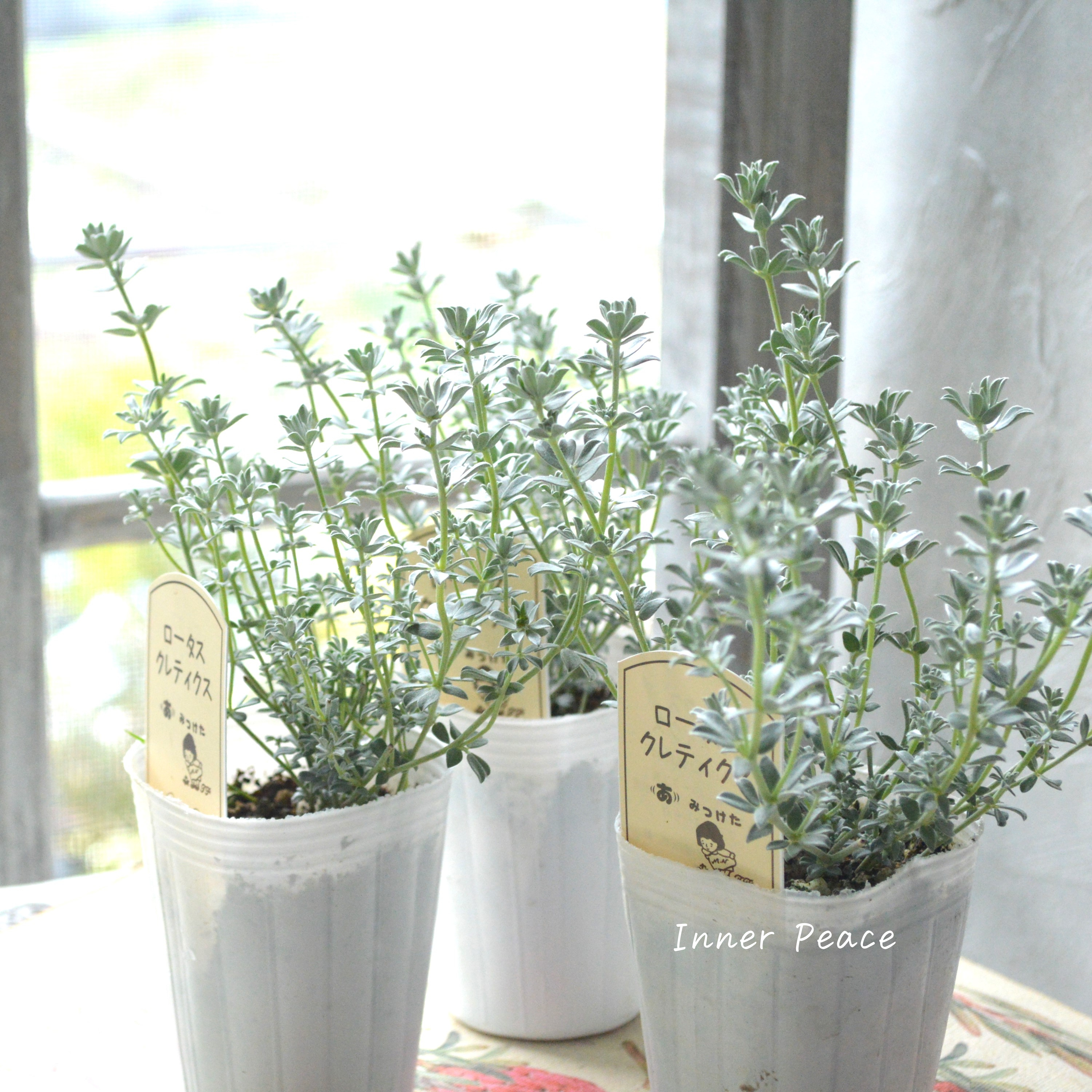 【寄せ植えに】 ロータス 『クレティクス』 2.5~3寸POT