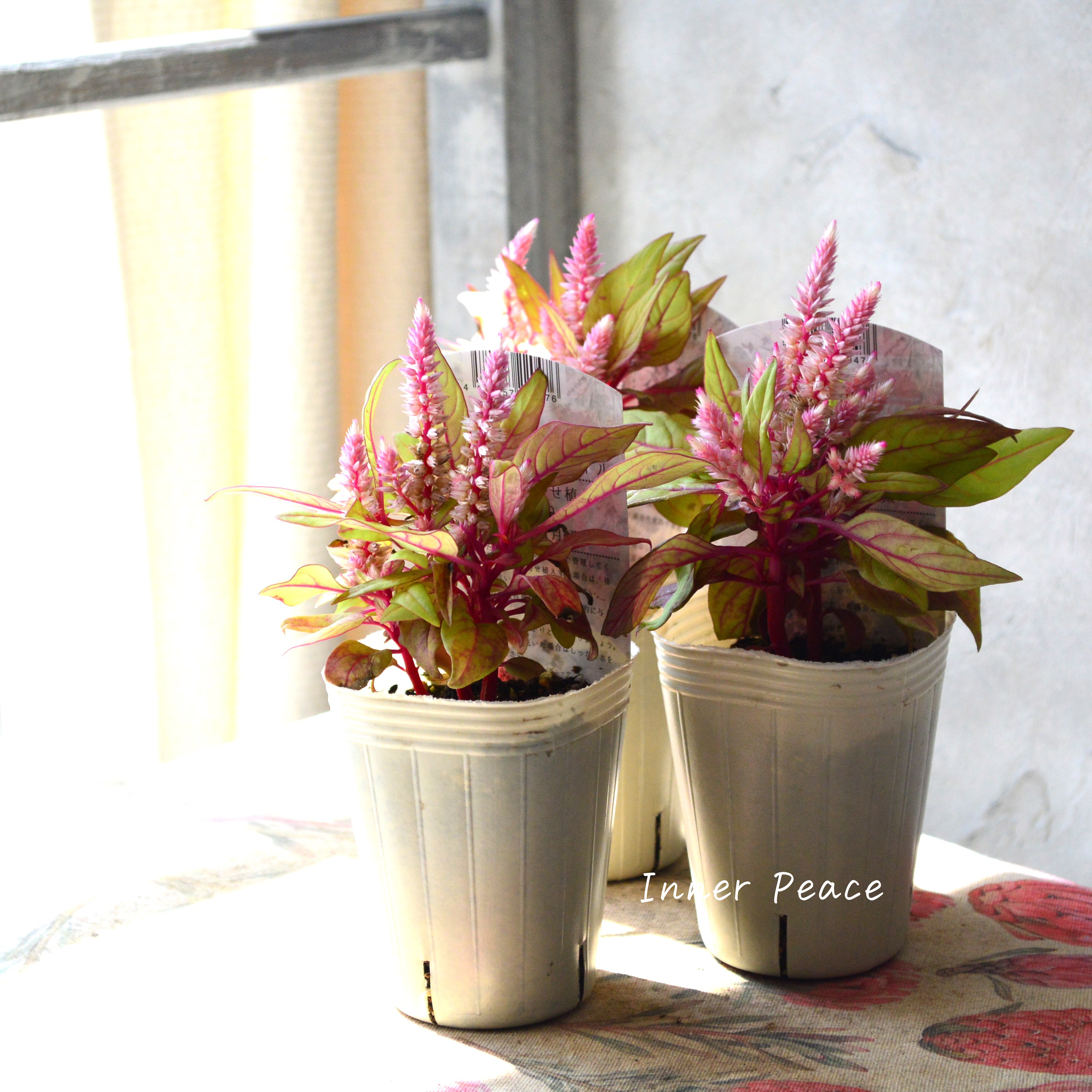 【新品種】 セロシア 『イエローテール』 2.5寸ロングPOT