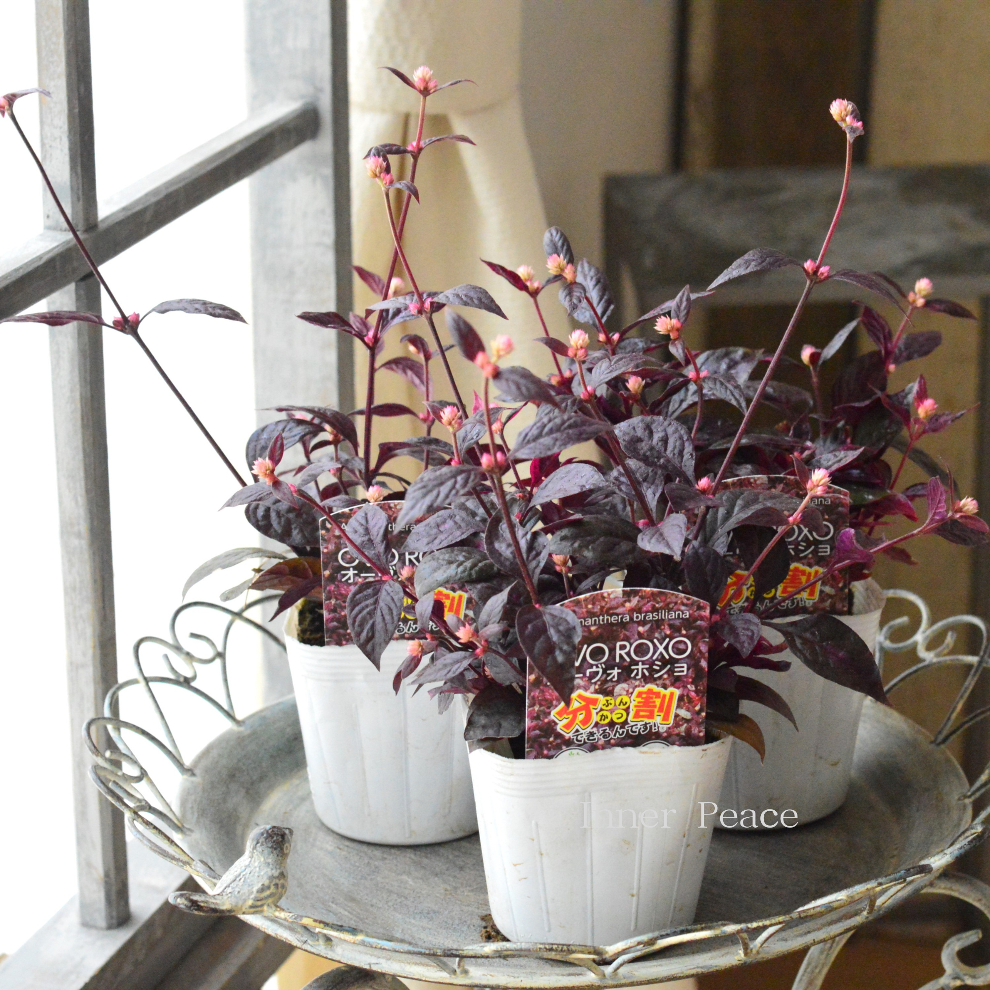 【2本植え!】 アルテルナンテラ 『オーヴォホショ』 3.5寸POT