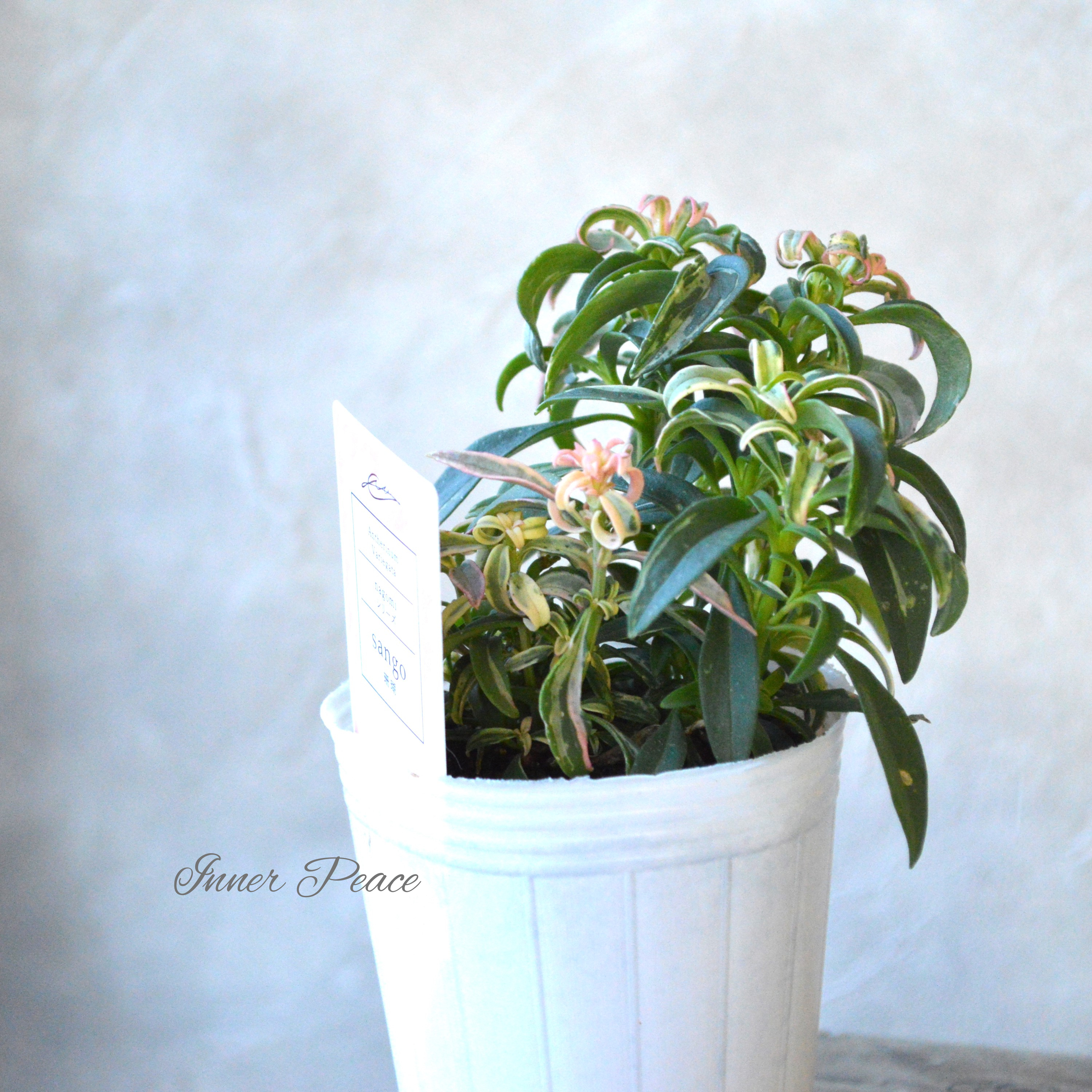 【希少】 キンギョソウ 『nagomiシリーズ・珊瑚』 2.5寸POT