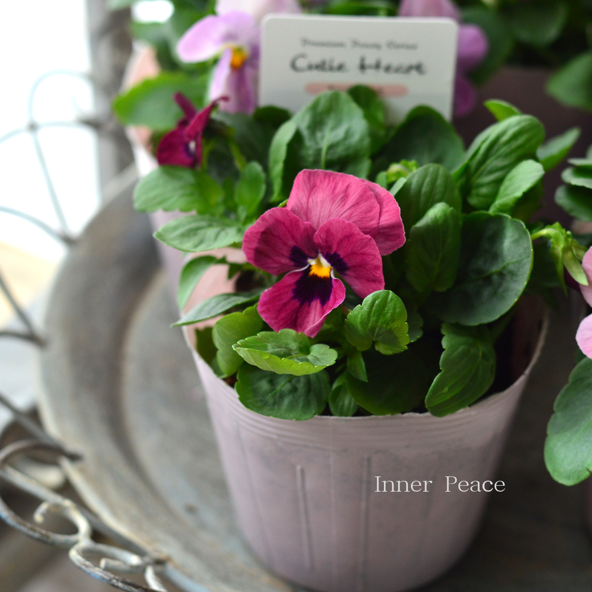 【かわいい】 パンジー 『キューティーハート』 3.5寸POT