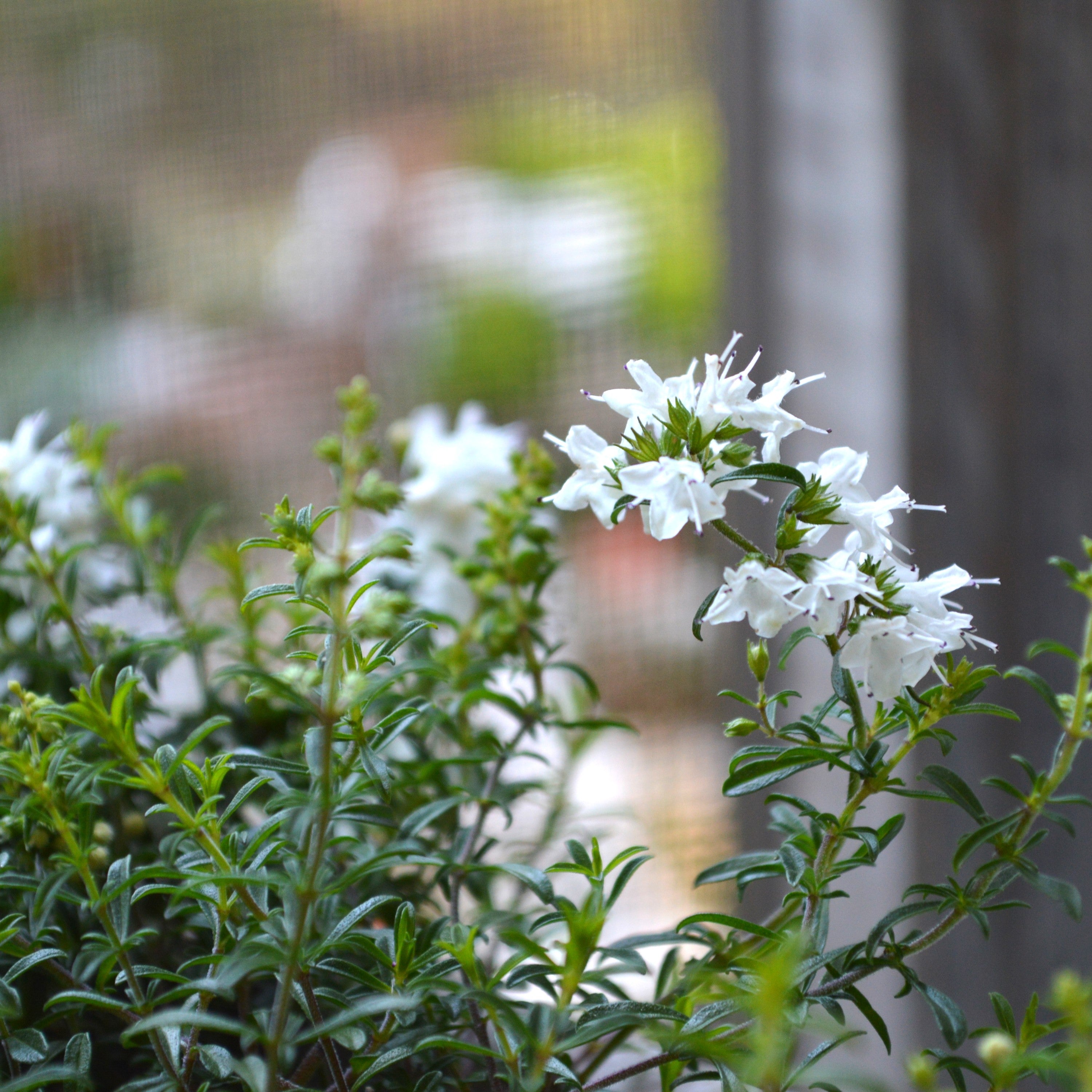 【宿根】 サツレジャ モンタナ 2.5寸POT