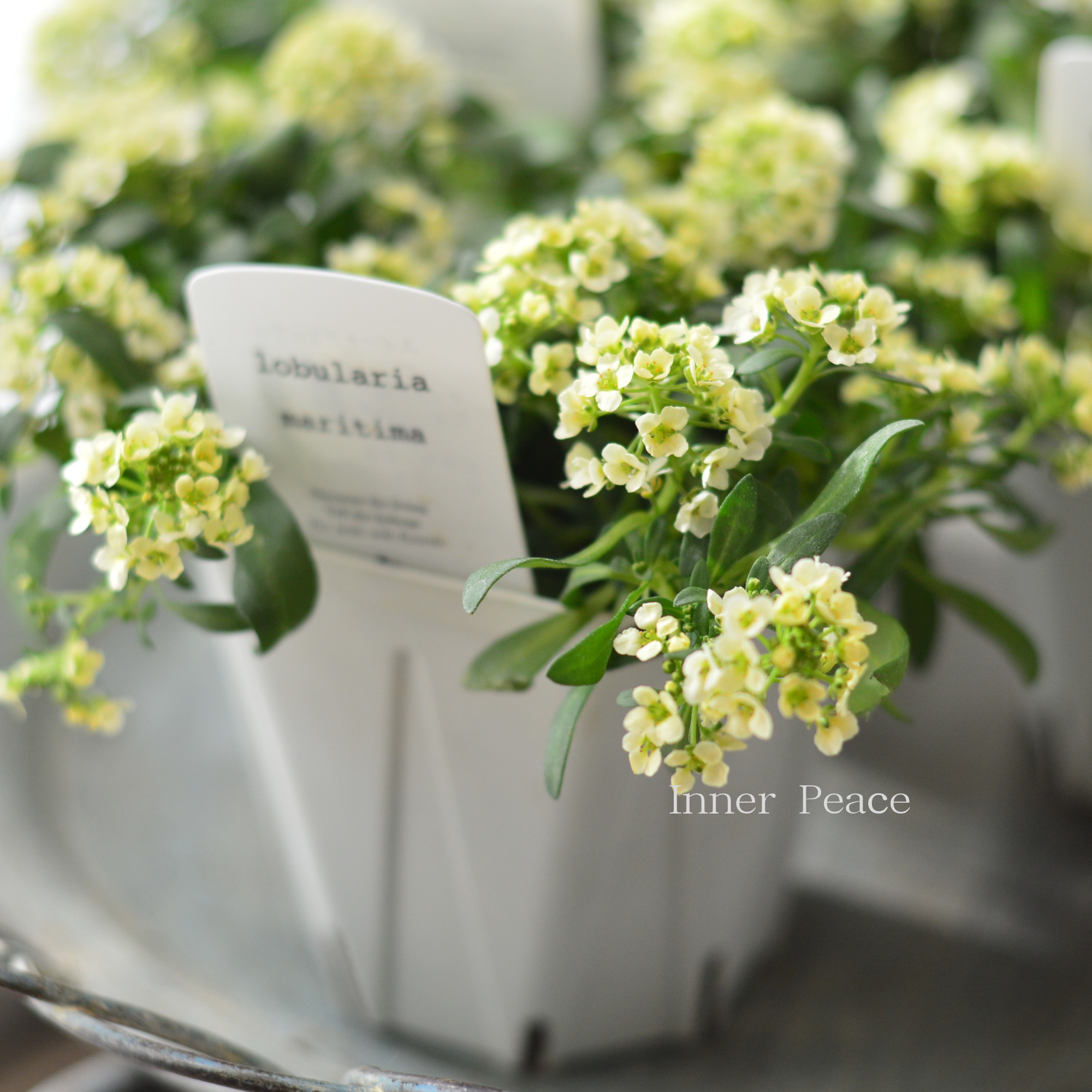 【4本植え】 スイートアリッサム 『イエロー』 3.5寸硬質POT