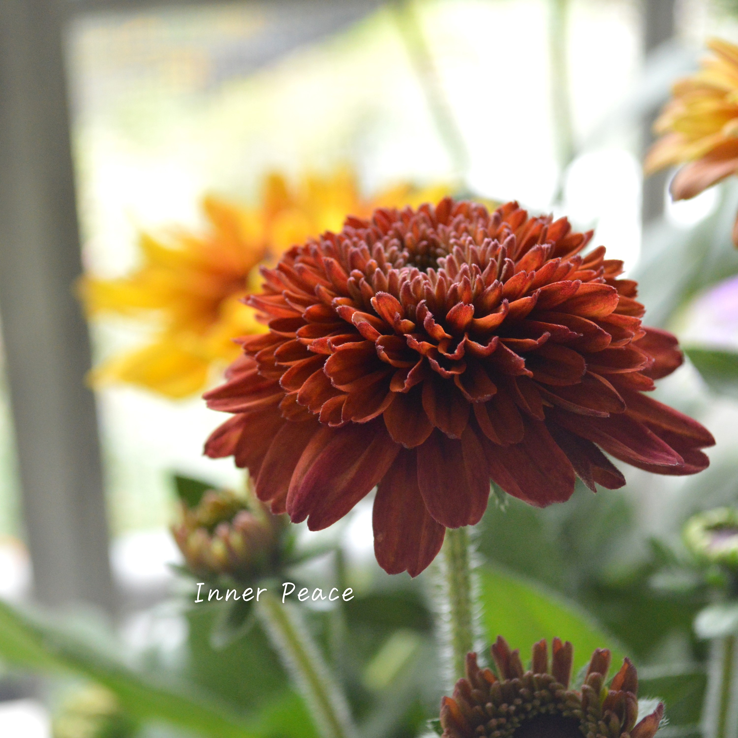 【八重咲き】Sale! ルドベキア 『キャラメルミックス』 3.5寸POT