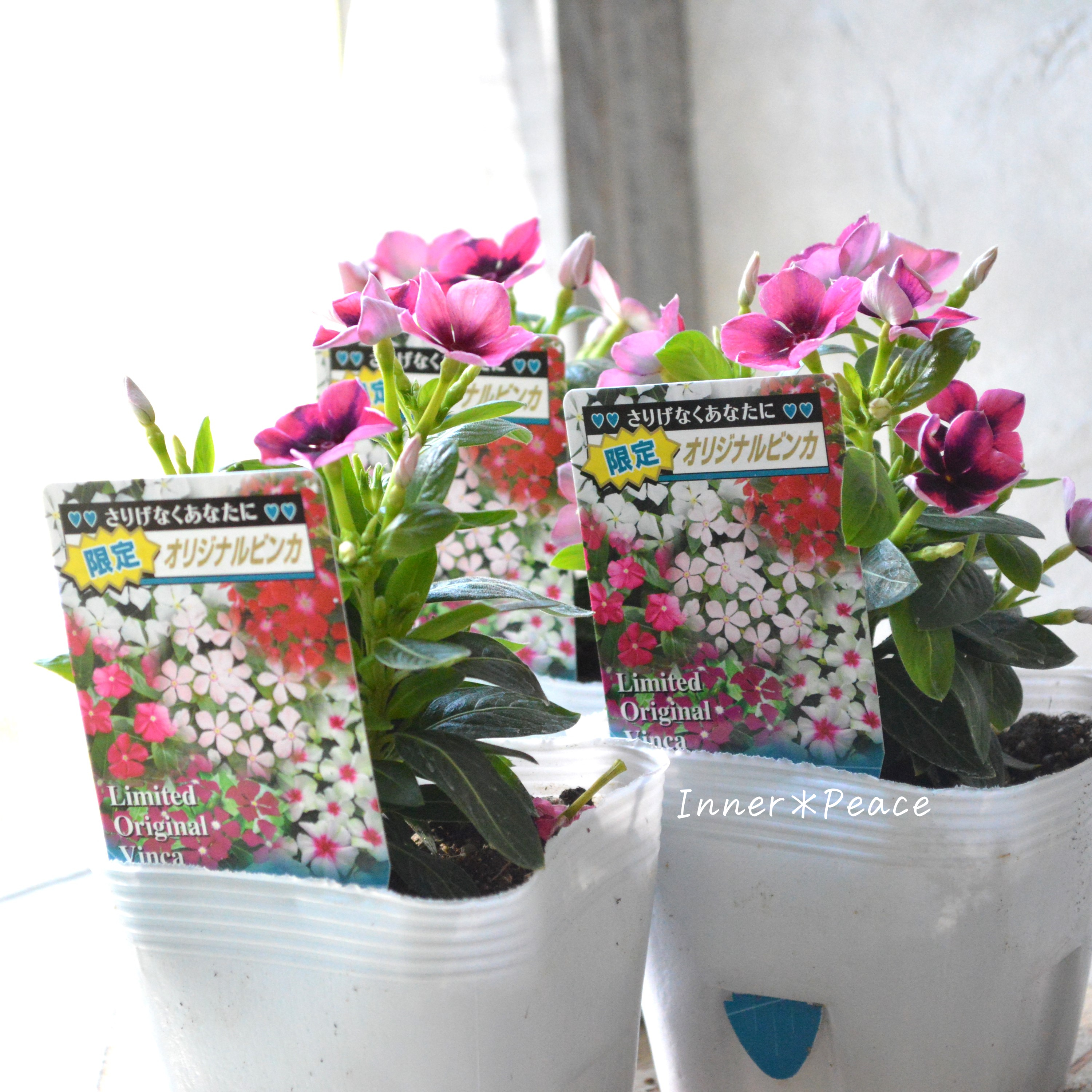 【北島園芸さん】 ニチニチソウ 『いちご風車ストライプ』 3.5寸POT