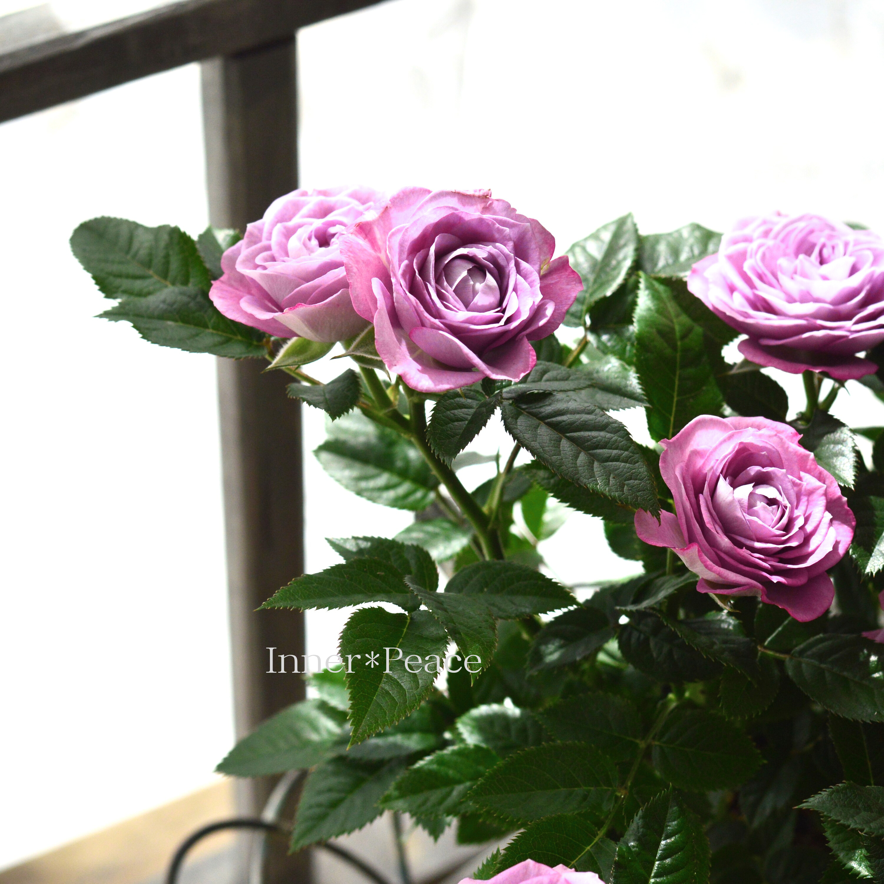 【美しい】ミニ薔薇 『コルダナ・インプルーブドブルー』 3寸POT