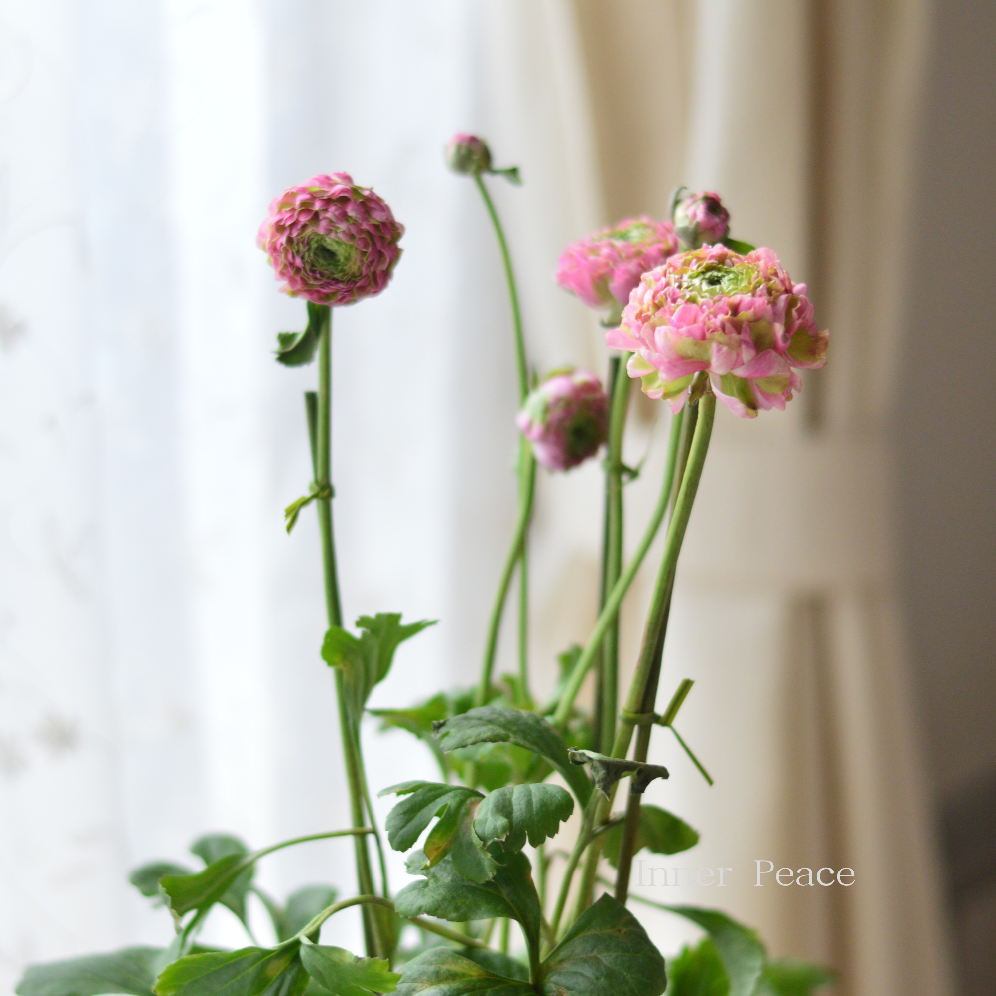 人気】 ラナンキュラス・ポンポン 『マルヴァ』 6号鉢