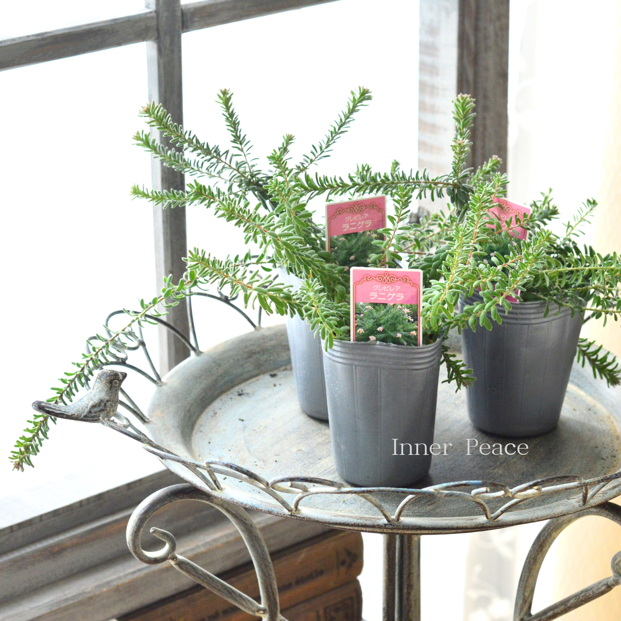 【人気】 グレビレア 『ラニゲラ』 3寸ロングPOT