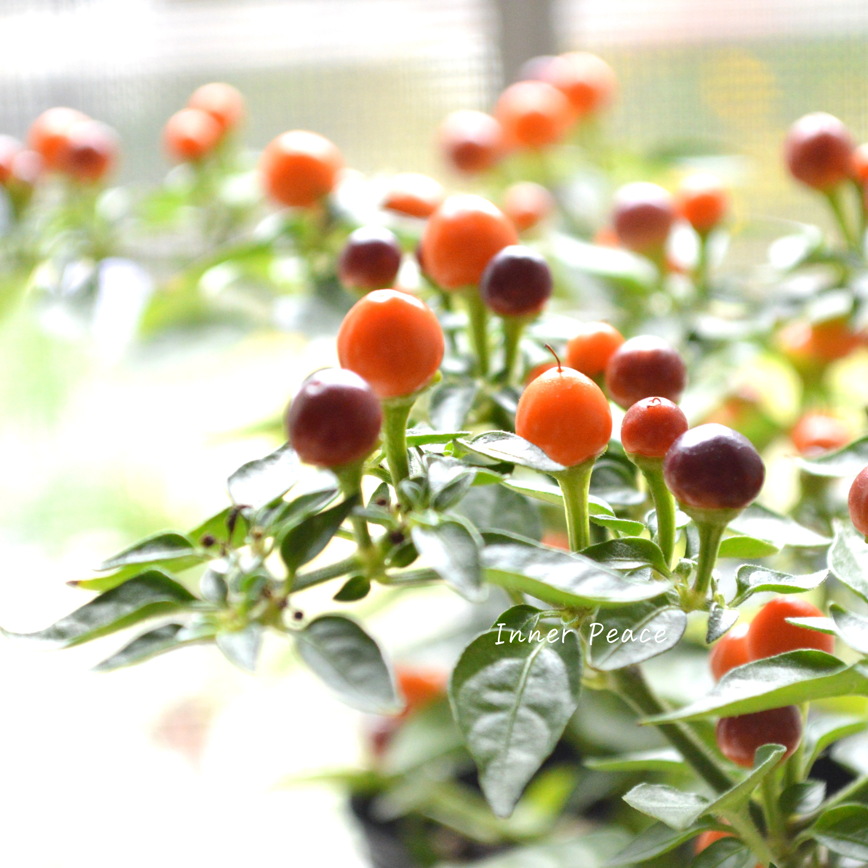 【暑さに強い】 トウガラシ 『パープル』 3寸POT