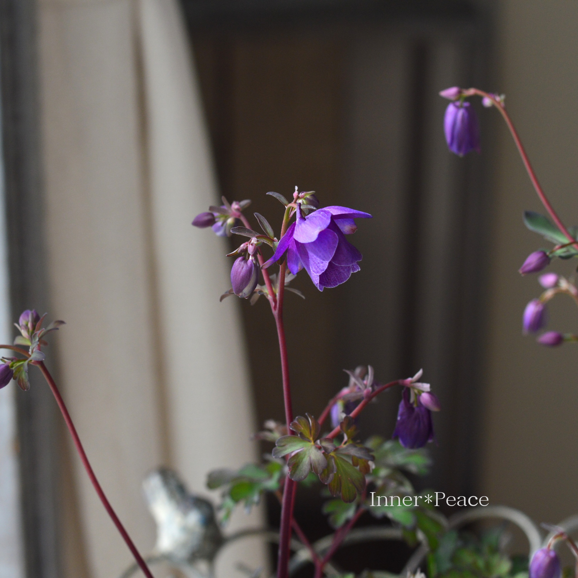 風鈴オダマキ 『パープル系』 3寸POT