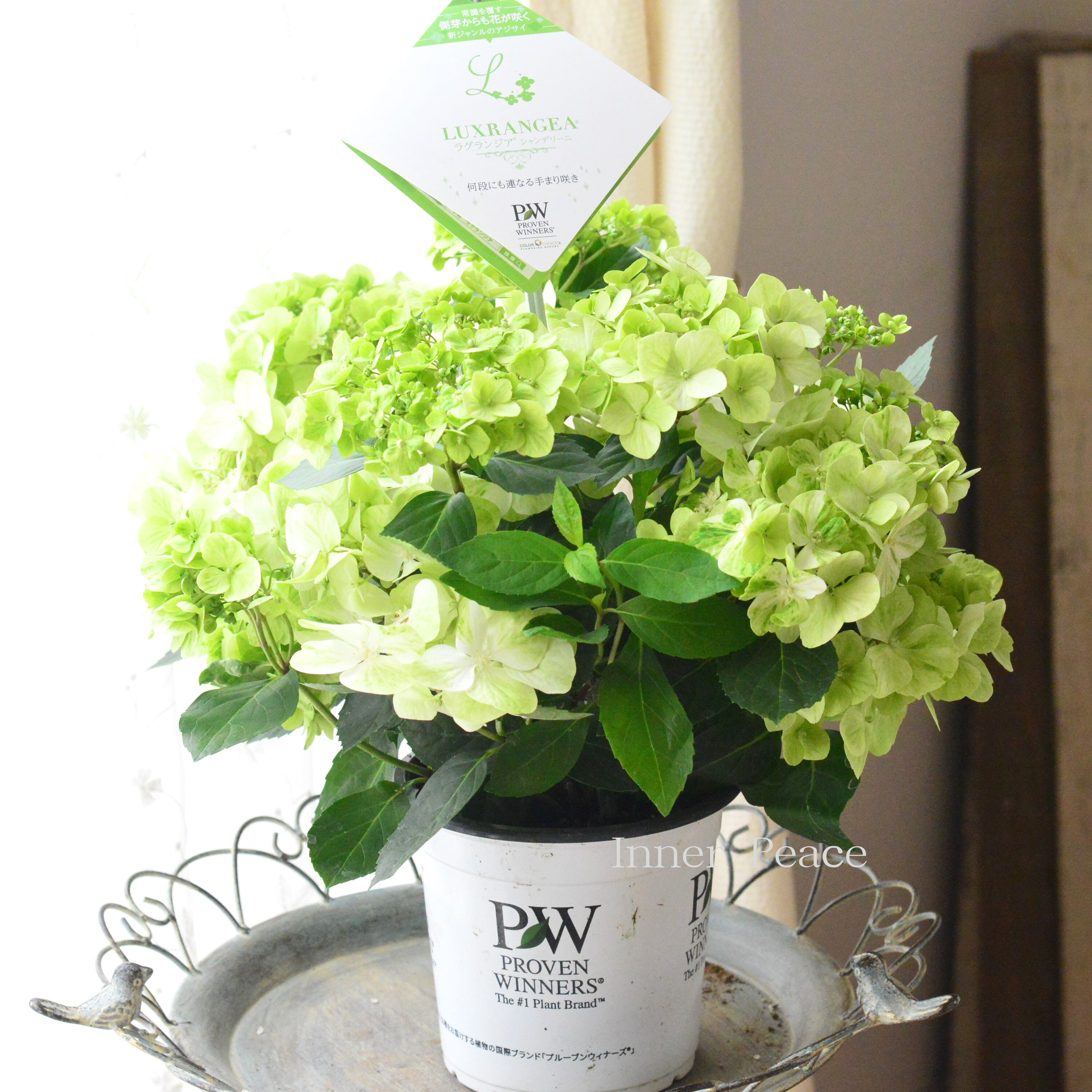 【PW】 紫陽花 ラグランジア 『シャンデリーニ』 5寸鉢