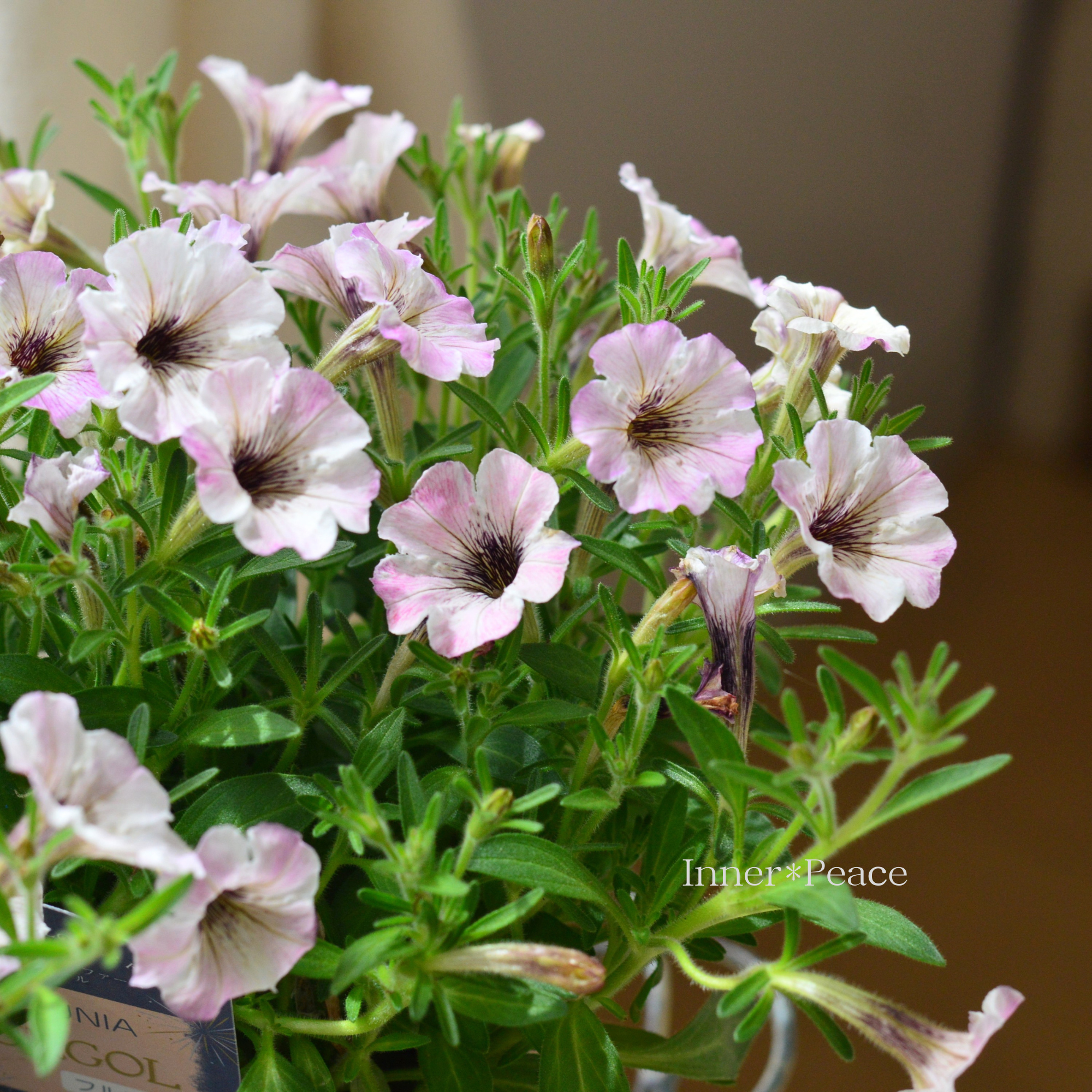 【マツバラフラワーファームさん】 ペチュニア 『フルゴル ベガ』 3寸ロングPOT