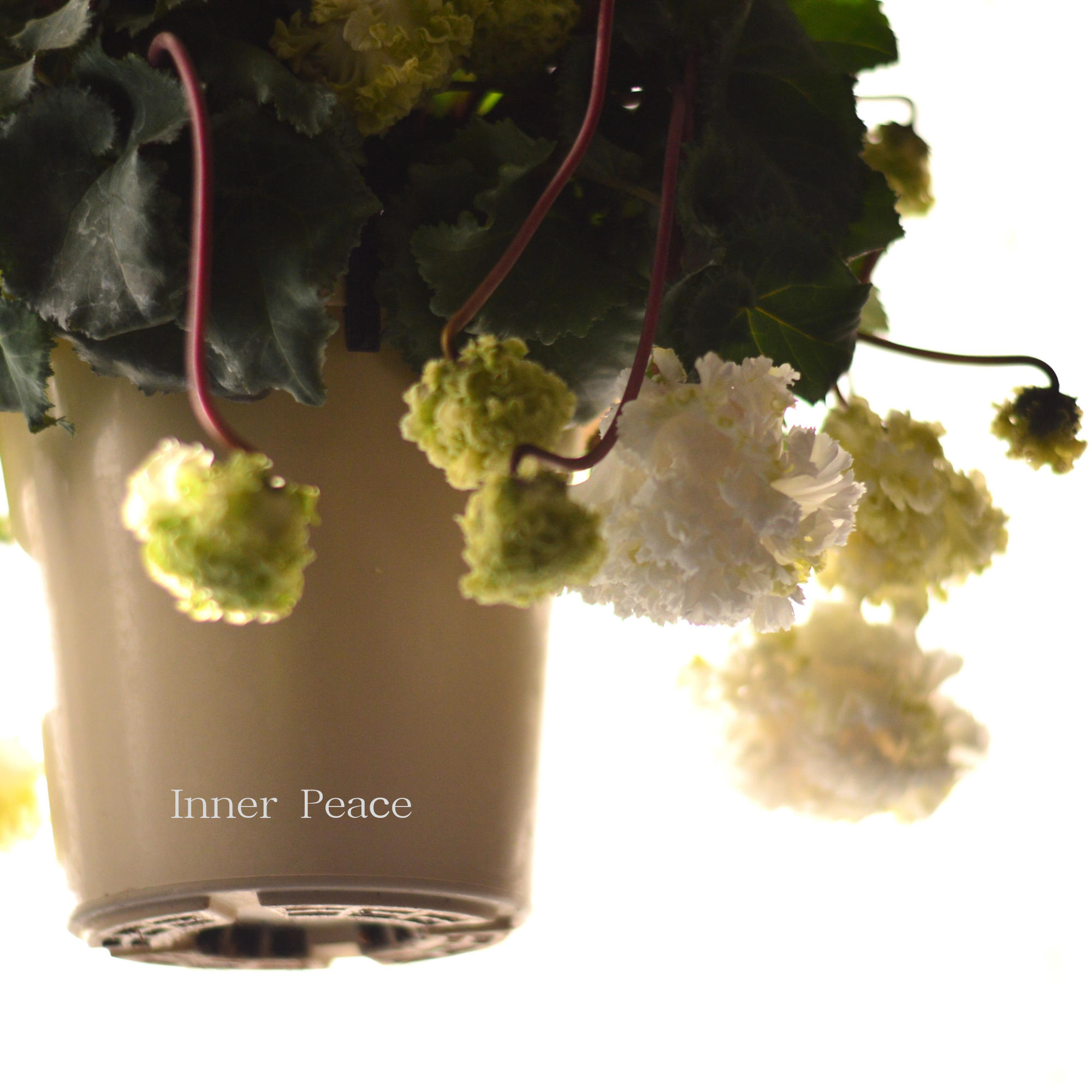 【見上げて楽しむ】 シクラメン 『FLOW~er~フローエル・ホワイト』 5号鉢