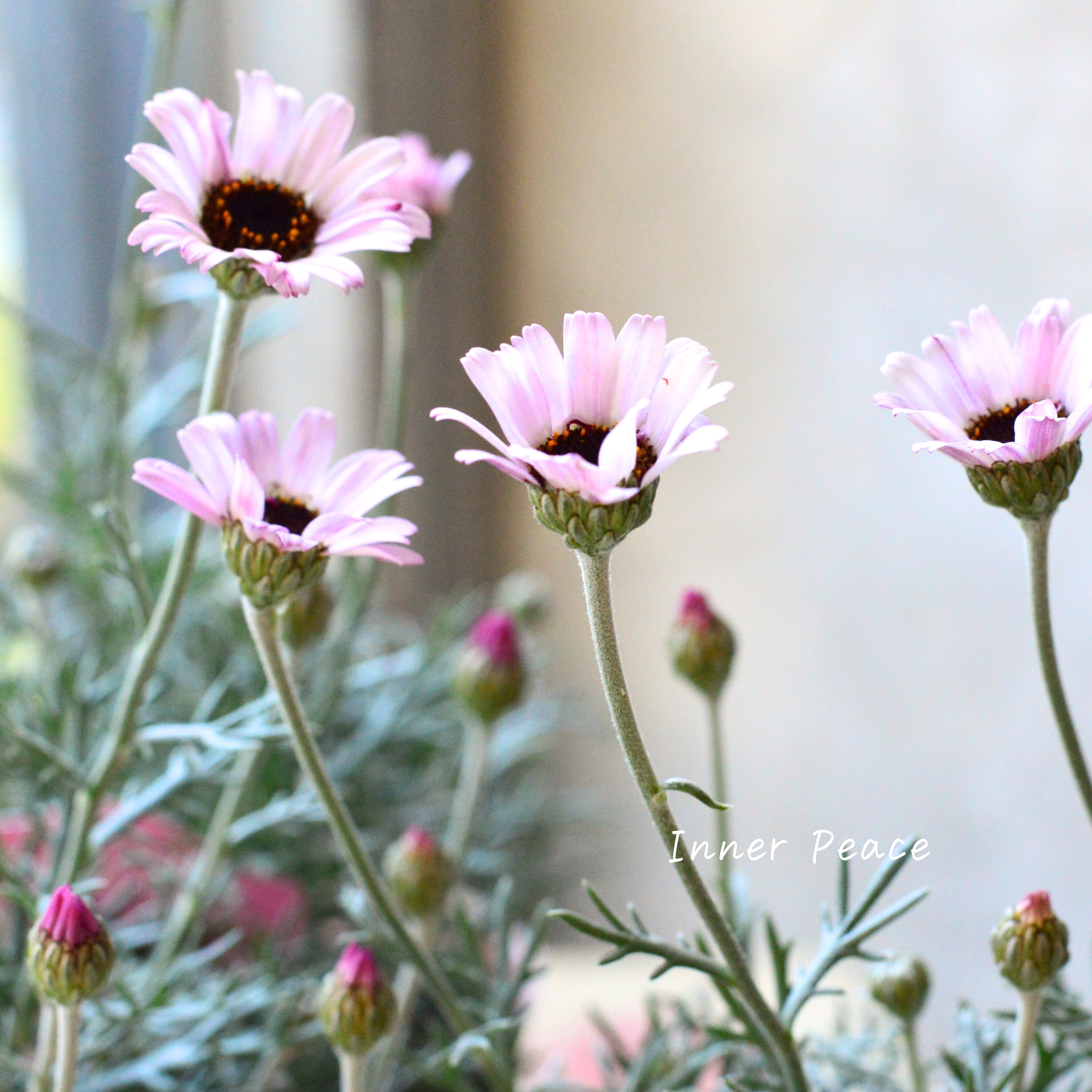 【大人かわいい】 ローダンセマム 『エルフピンク』 3.5寸ロングPOT