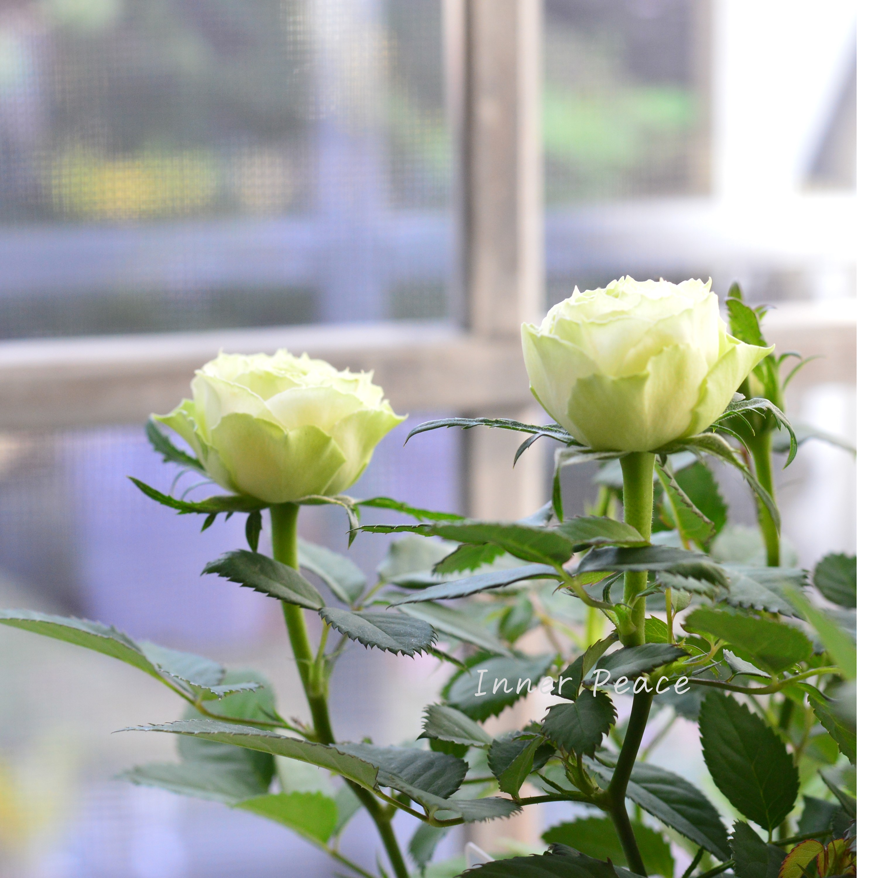 【美しい】ミニ薔薇 『コルダナ・ペパーミント』 3寸POT