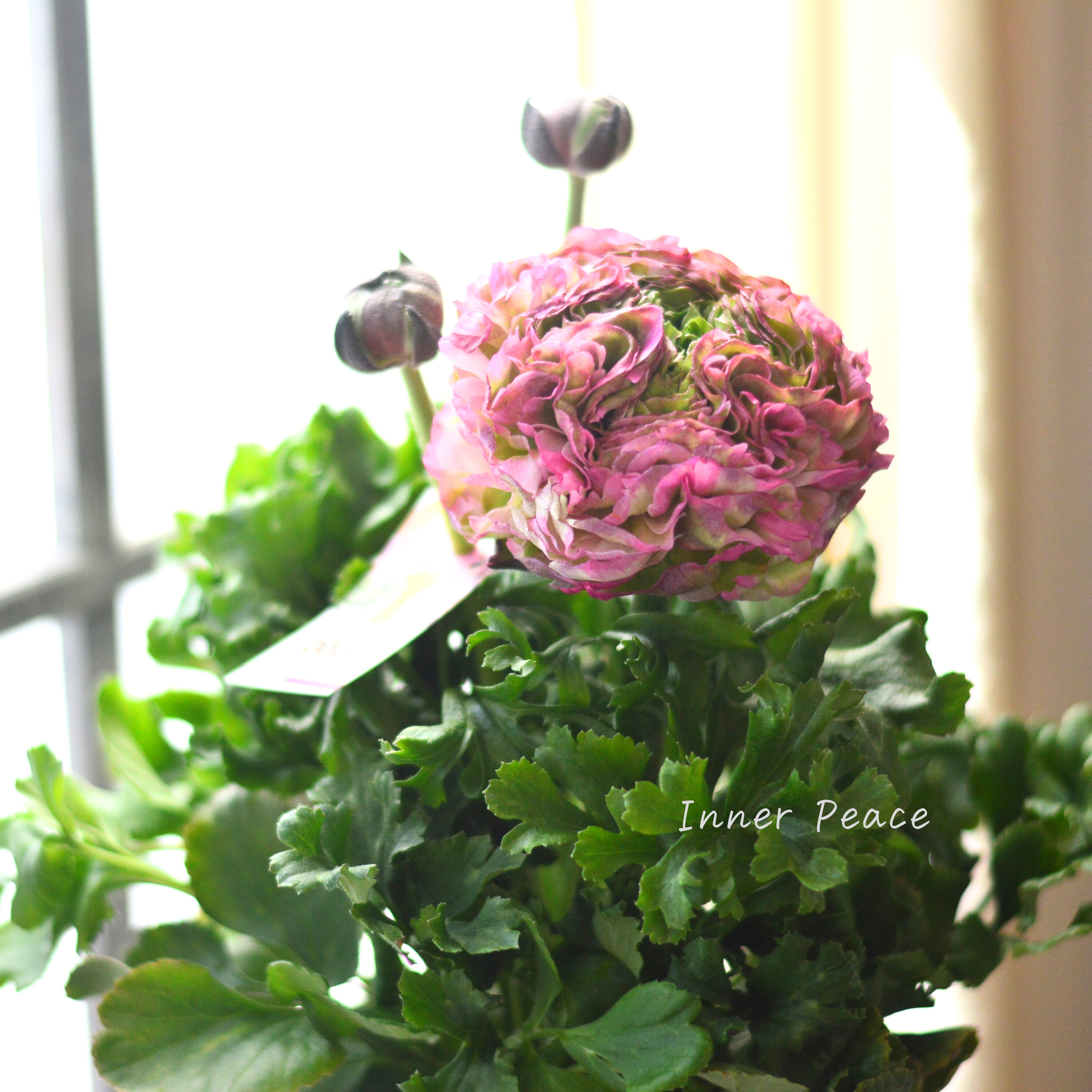 【希少】 ラナンキュラス・ポンポン 『マルヴァ』 5号鉢