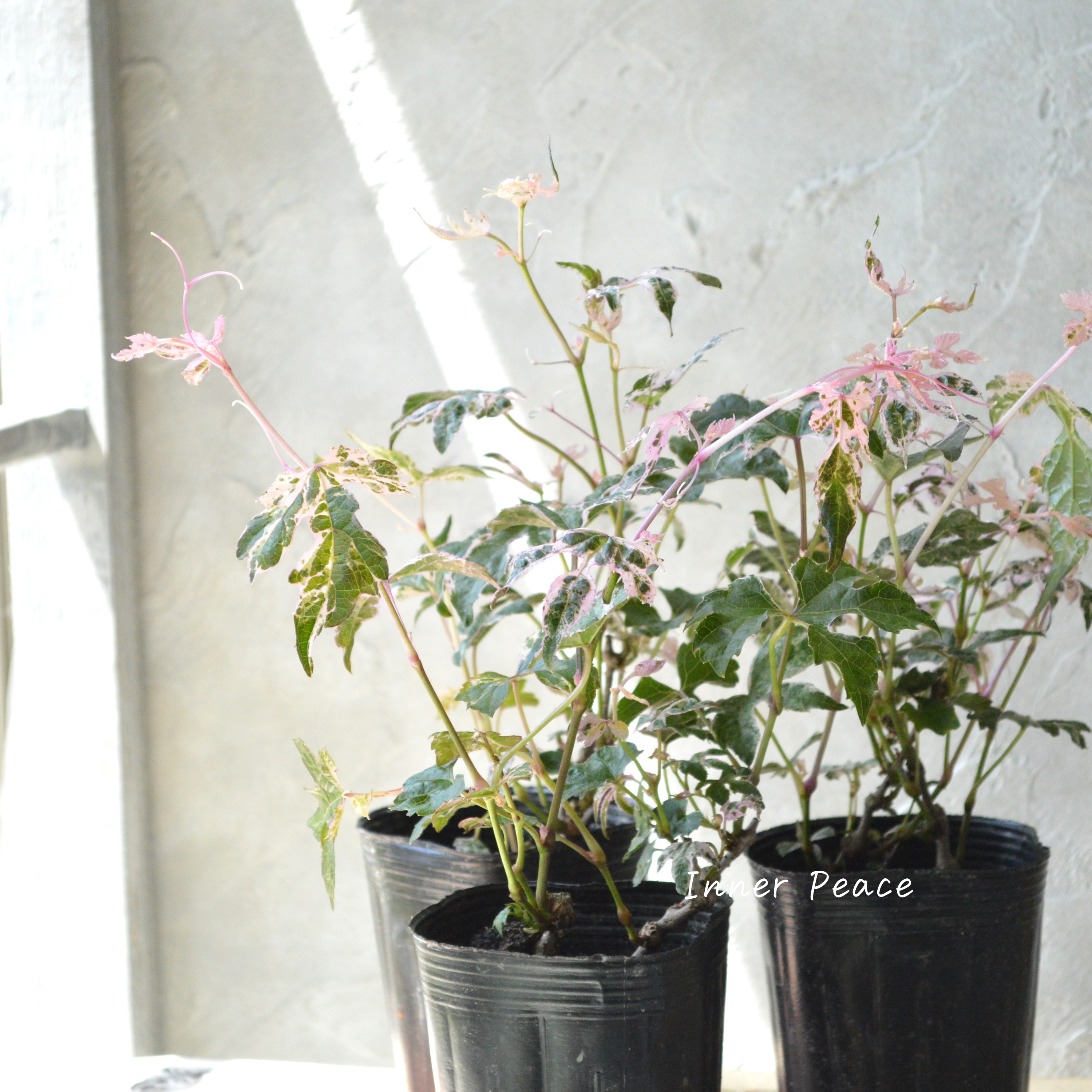 【美しい】 斑入りノブドウ 『エレガンス』 3~3.5寸POT