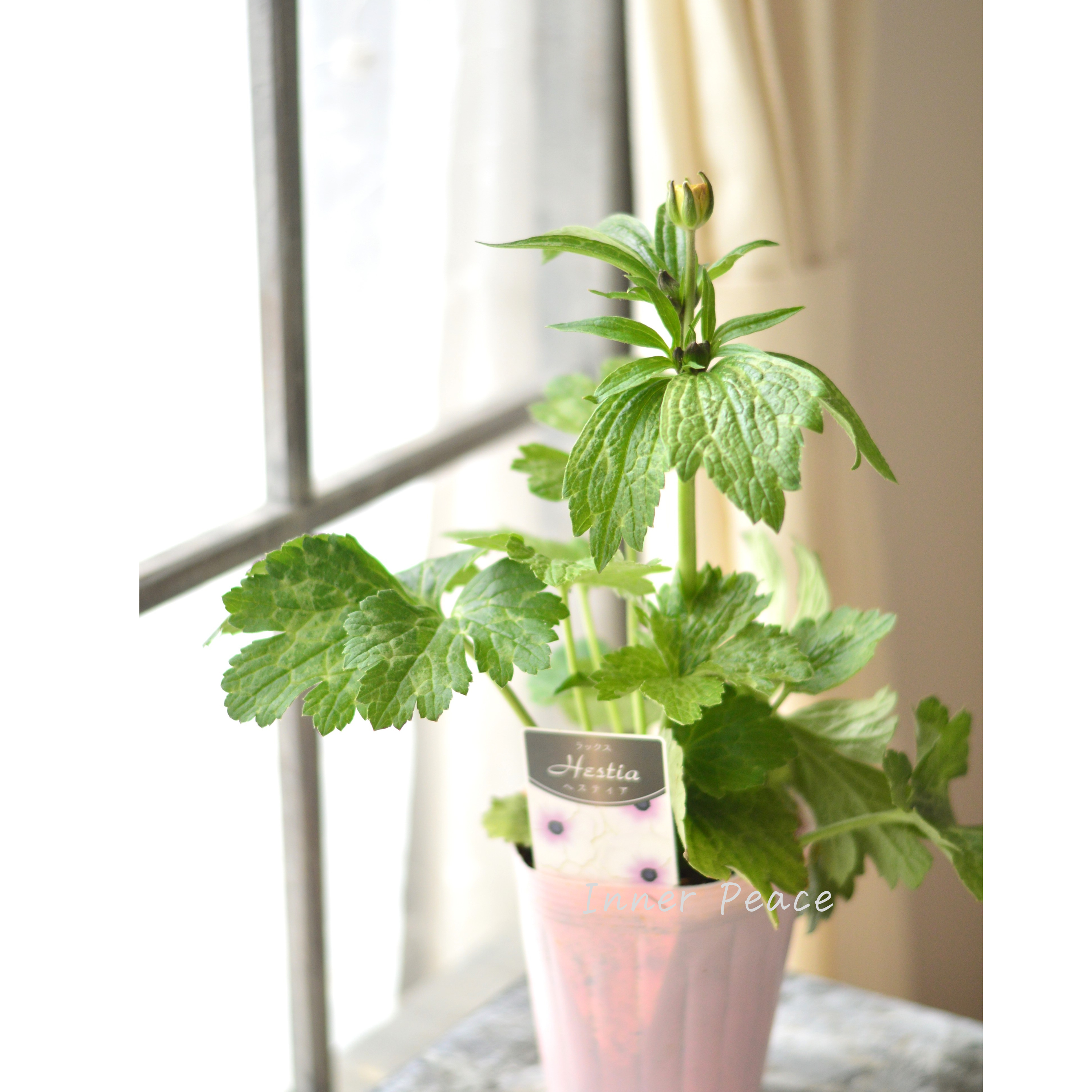 【美しい】 ラナンキュラス・ラックス 『ヘスティア』 4寸POT