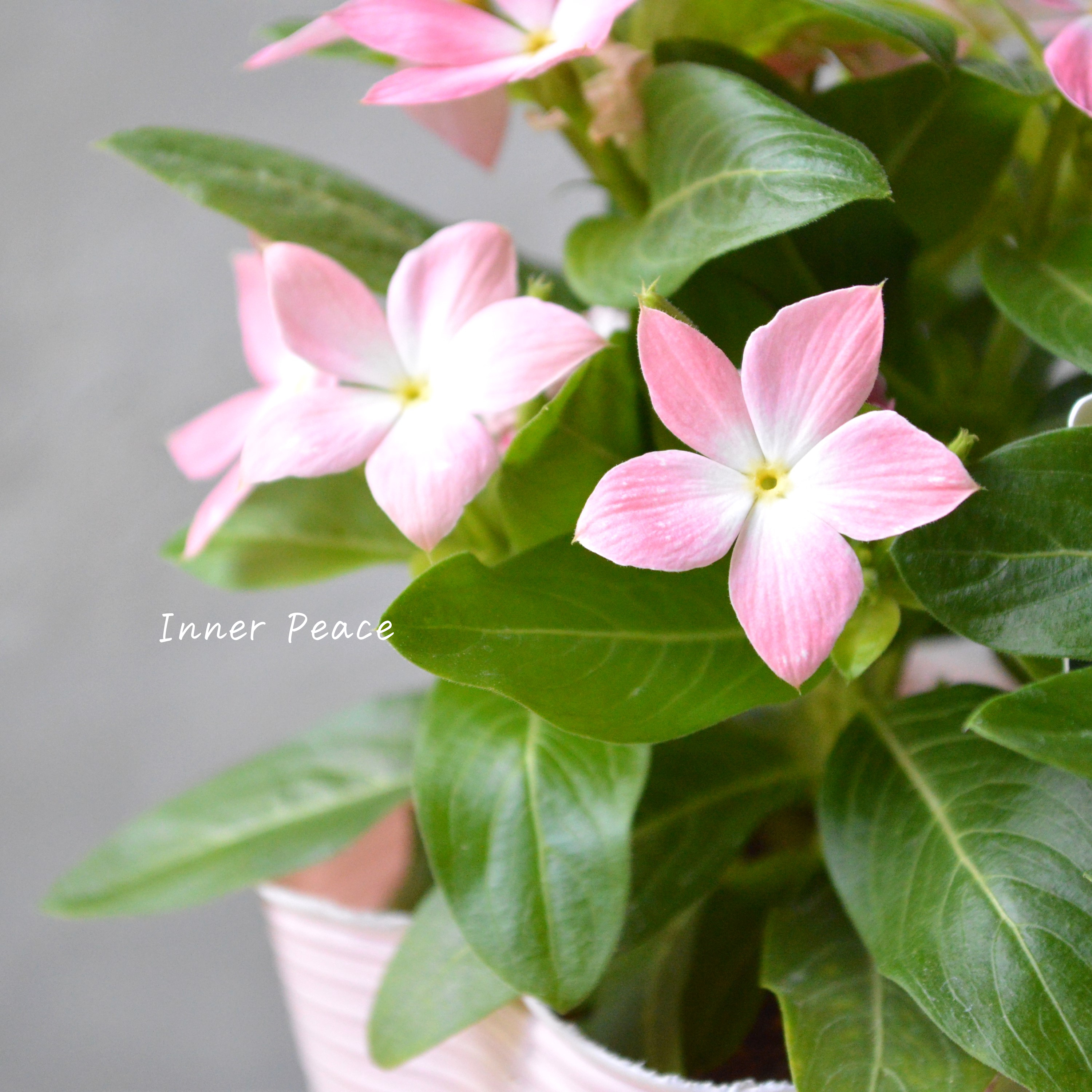 【サトウ園芸さん】 ニチニチソウ 『さくらんぼチーク』 3.5寸POT