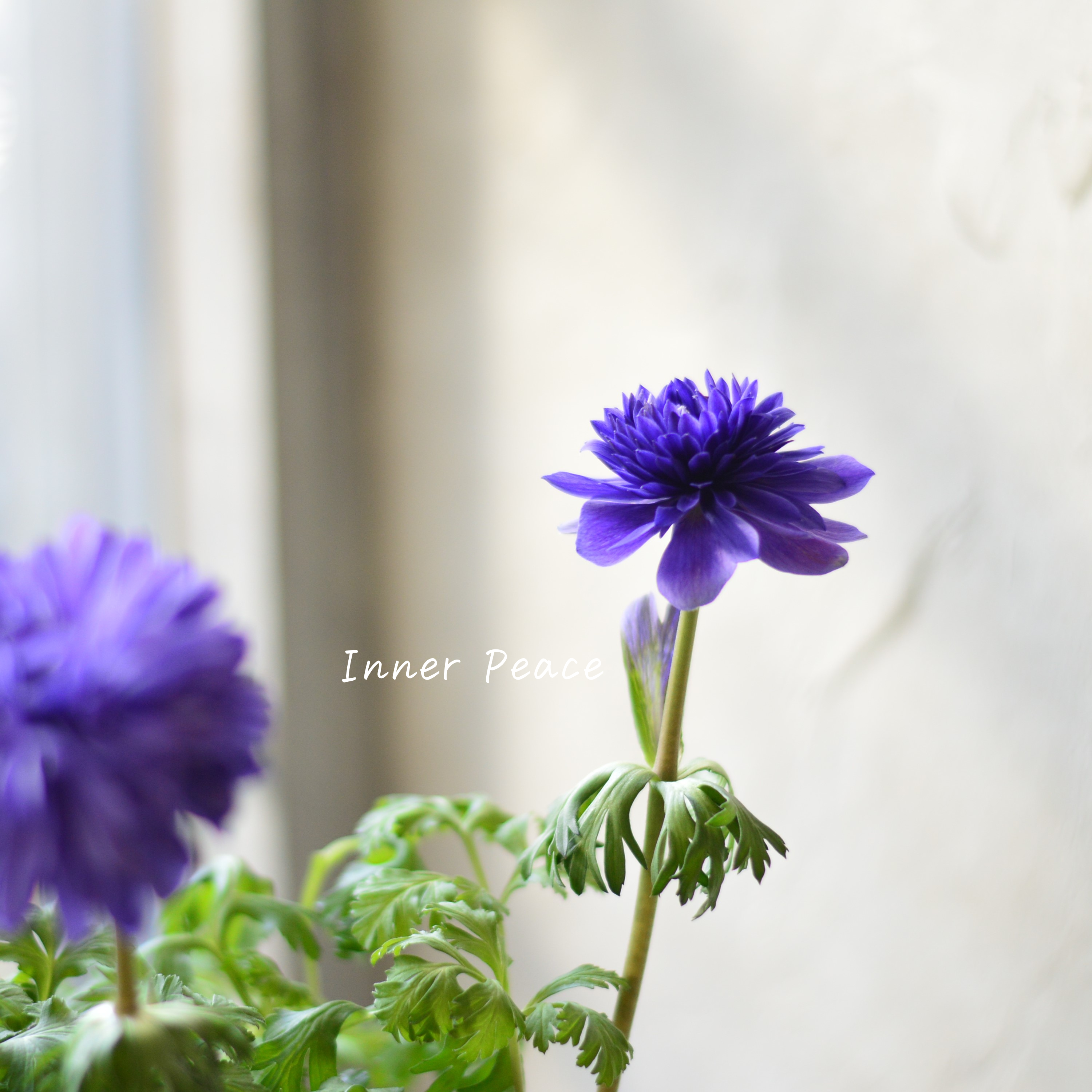 【八重咲き】 アネモネ 『ポルト・ダブルブルー』 3~3.5寸POT