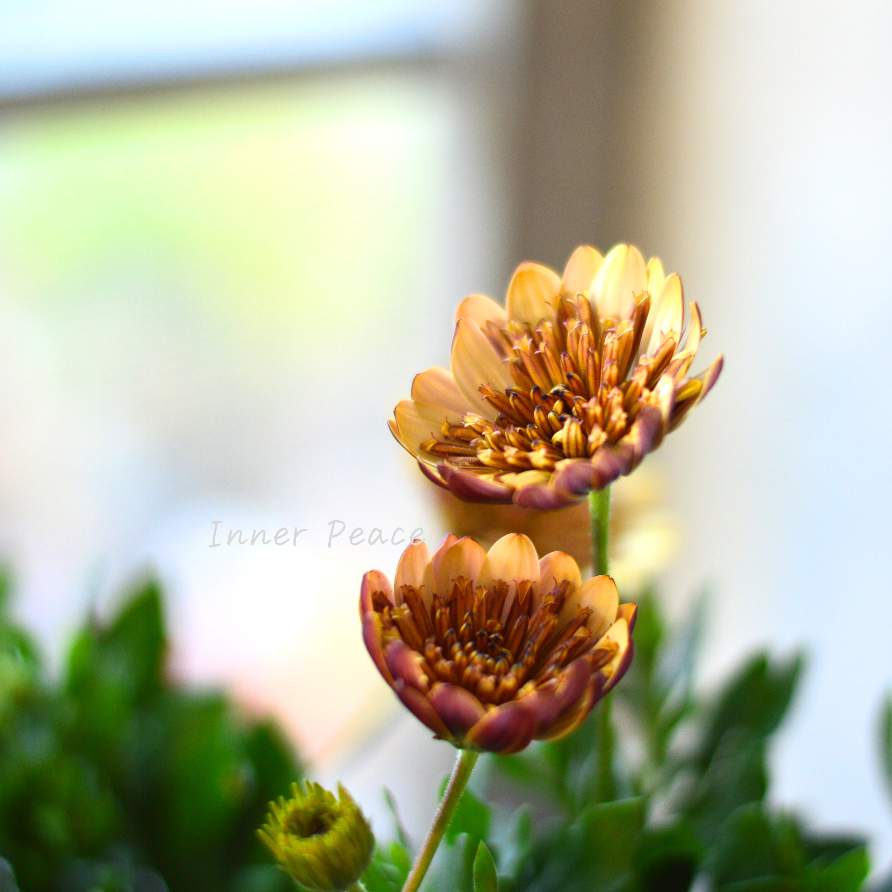 【希少】 ナラフラさんのオステオスペルマム 『モカラテ』 3寸ロングPOT