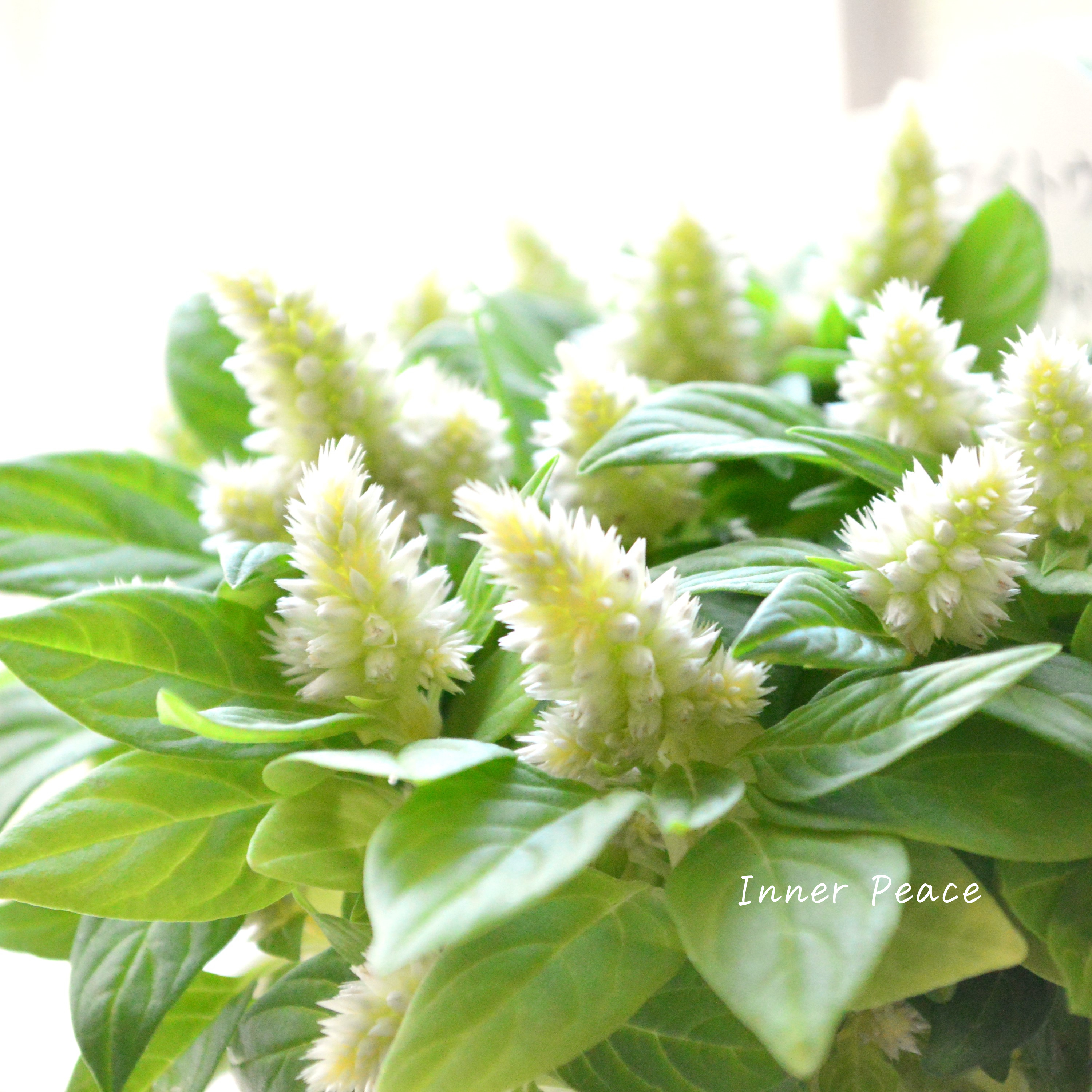 【秋のお花】 ケイトウ(多粒撒き) 『クリーム』 3寸POT