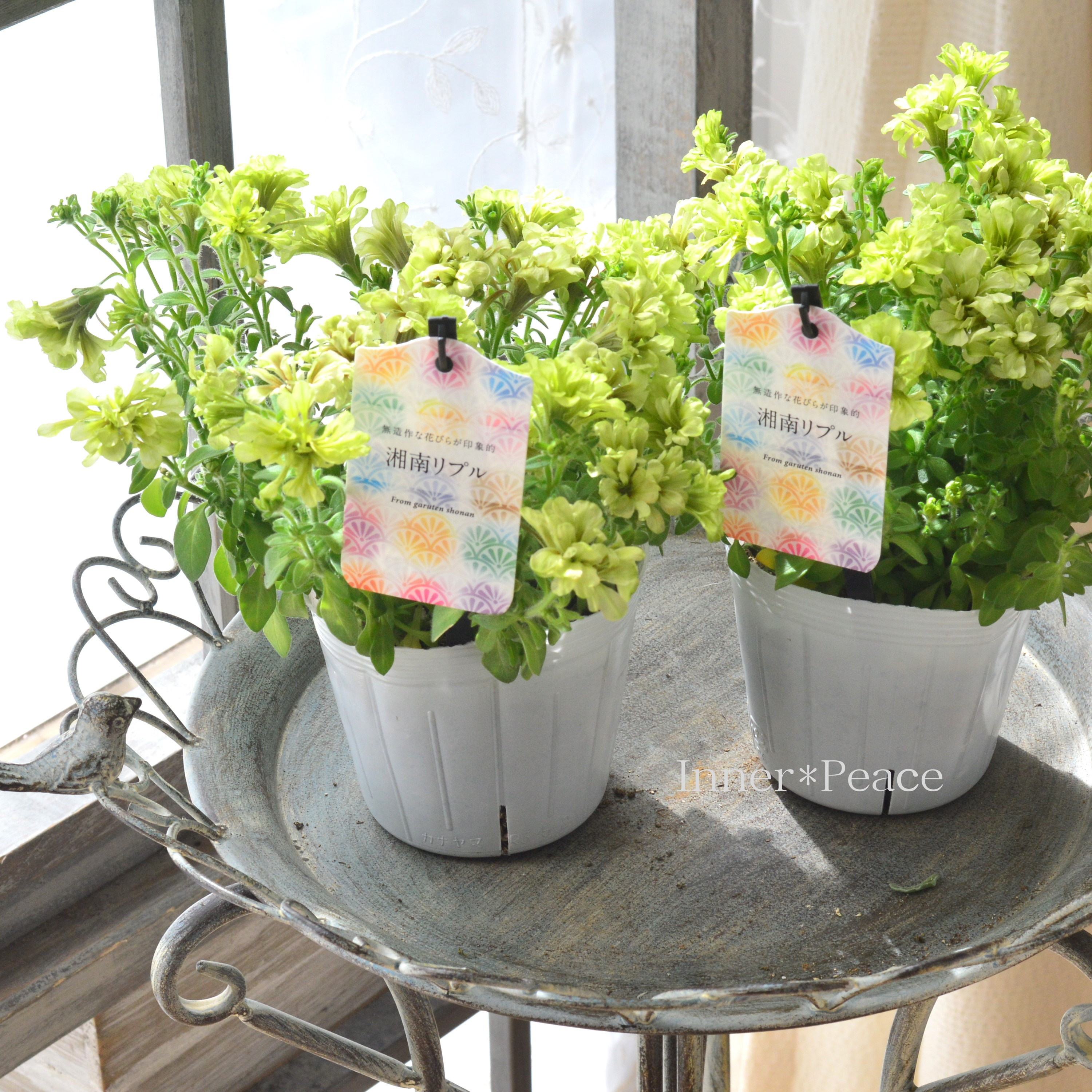 【ガルテン湘南さん】 ペチュニア 『湘南リプル・ウーヴァ』 3.5寸POT