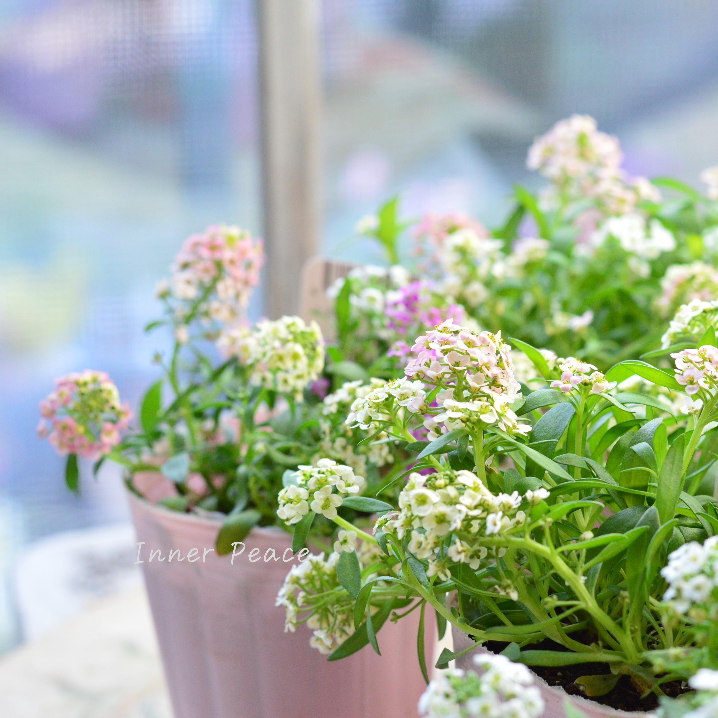 【ミックス】 スイートアリッサム 『ジュエリーミックス』 2.5寸ロングPOT