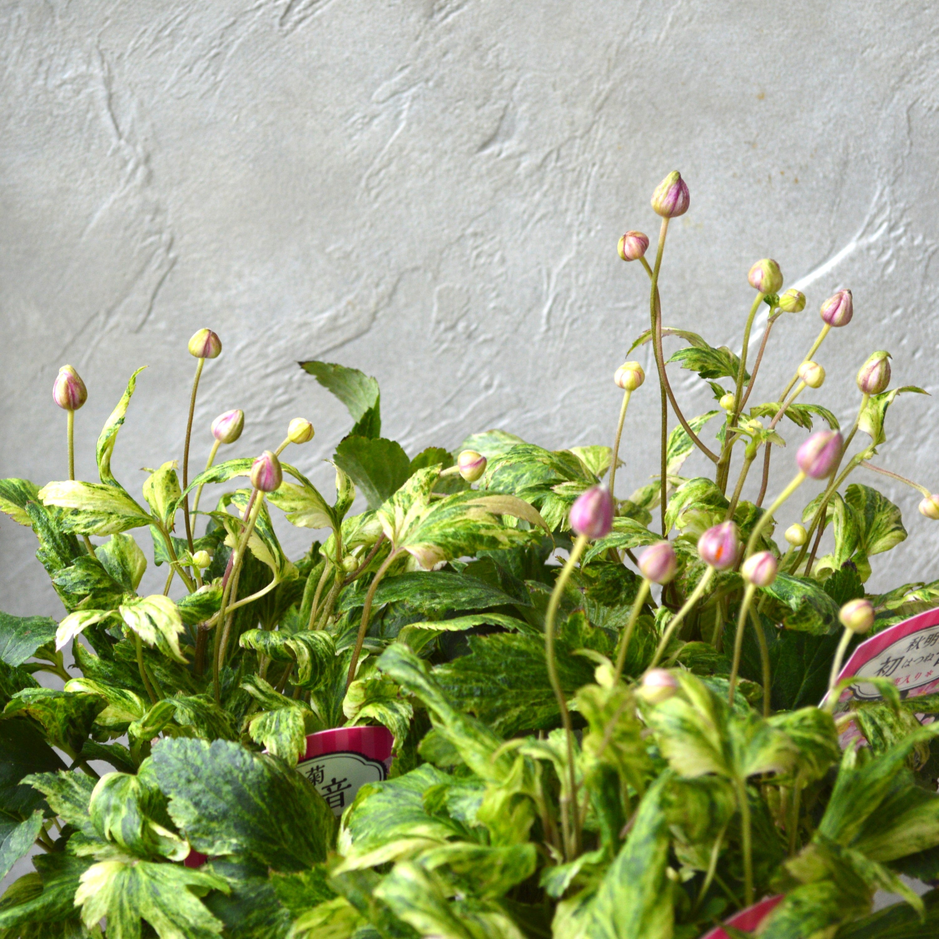 【斑入り】 シュウメイギク 『初音~はつね~』 3.5寸POT