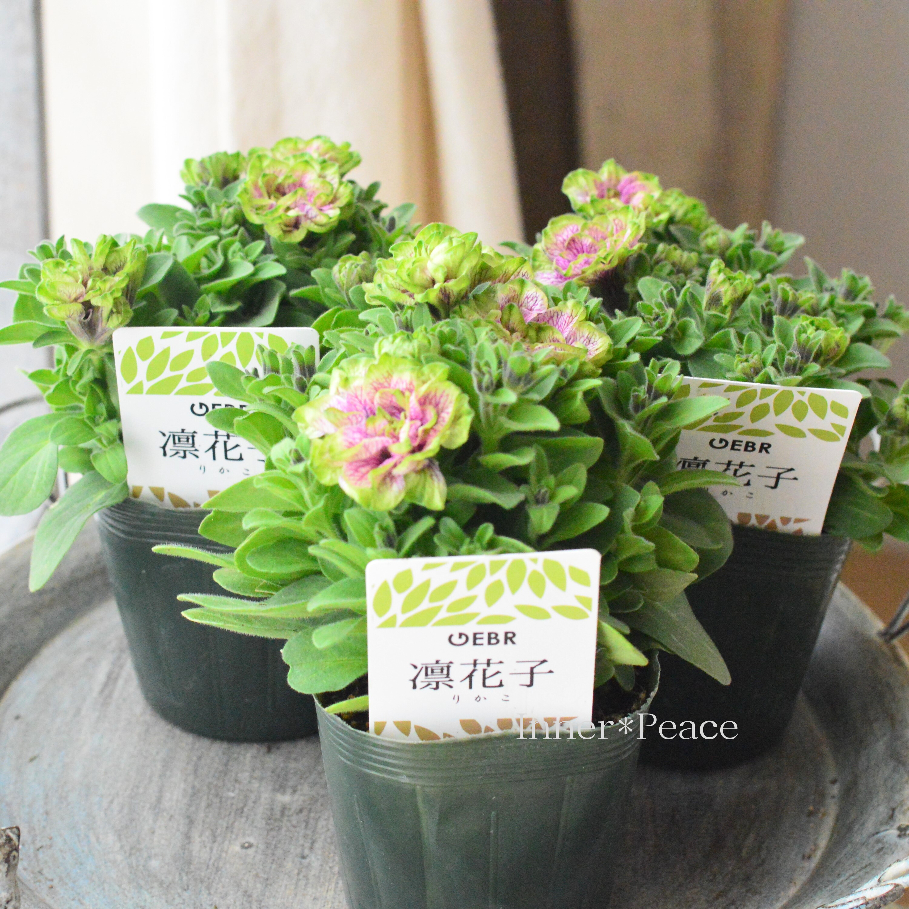 【ゲブラさんオリジナル】 八重咲きペチュニア 『凛花子』 3.5寸POT